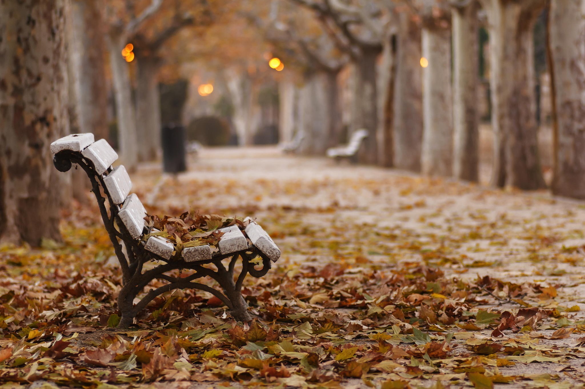 fall, bench, park, 1080P, white, wooden, leaves, HD Wallpaper