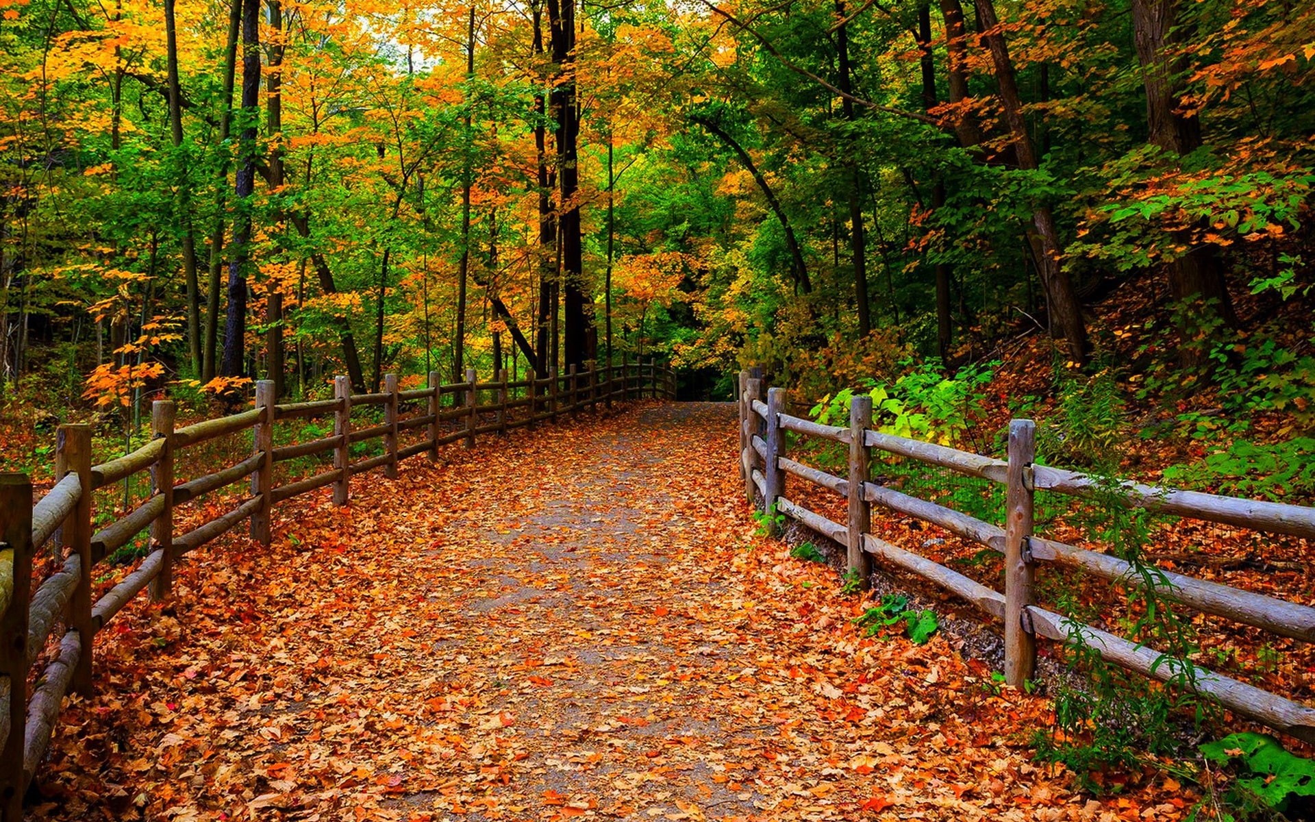 Park, Nature, Forest, 1080P, Leaves, Trees, Path, Autumn, HD Wallpaper