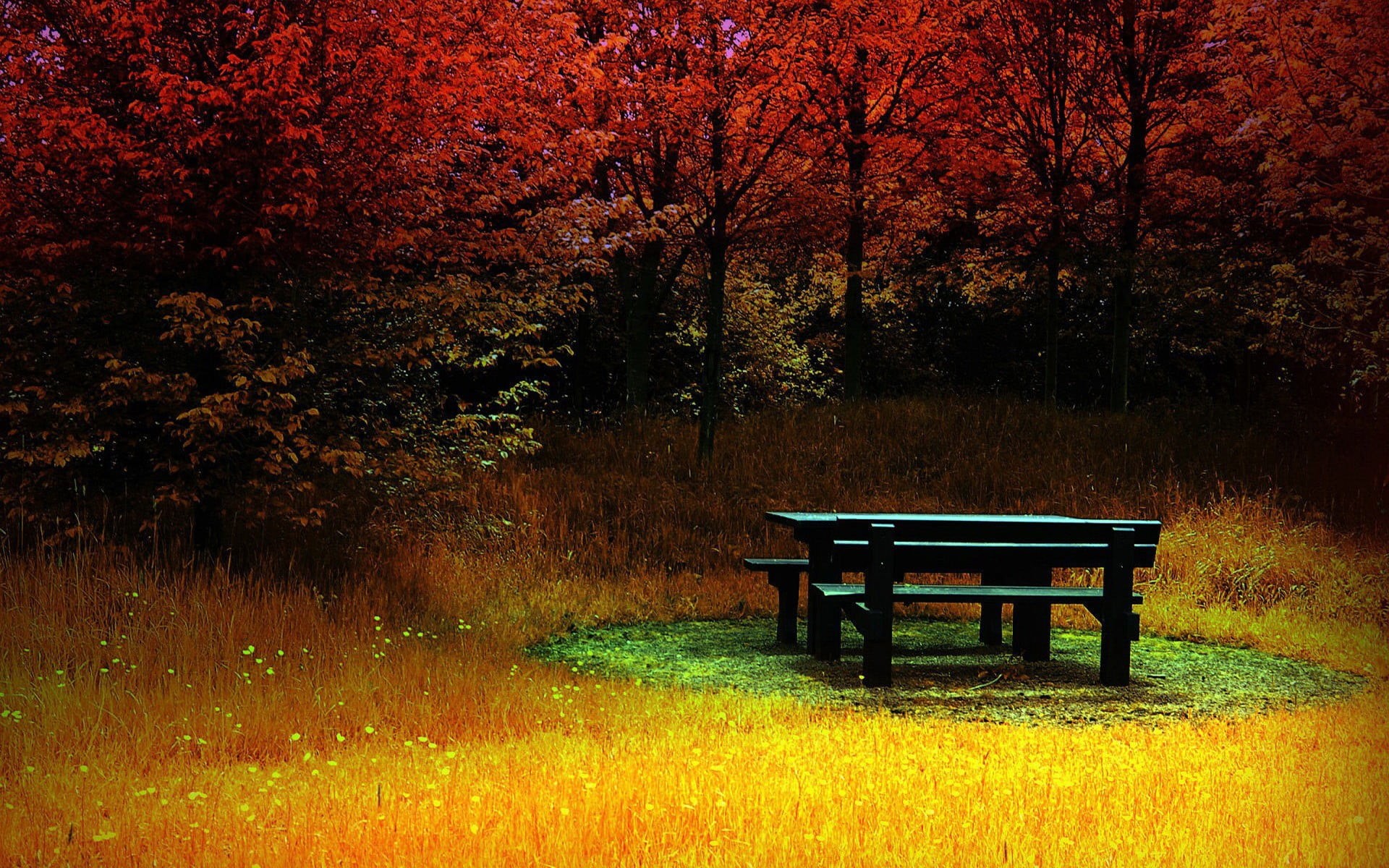 picnic, no People, multi Colored, non-Urban Scene, sunlight, red, blue, land, autumn, table, seat, tranquil Scene, park, growth, forest, green Color, colorful, HD Wallpaper