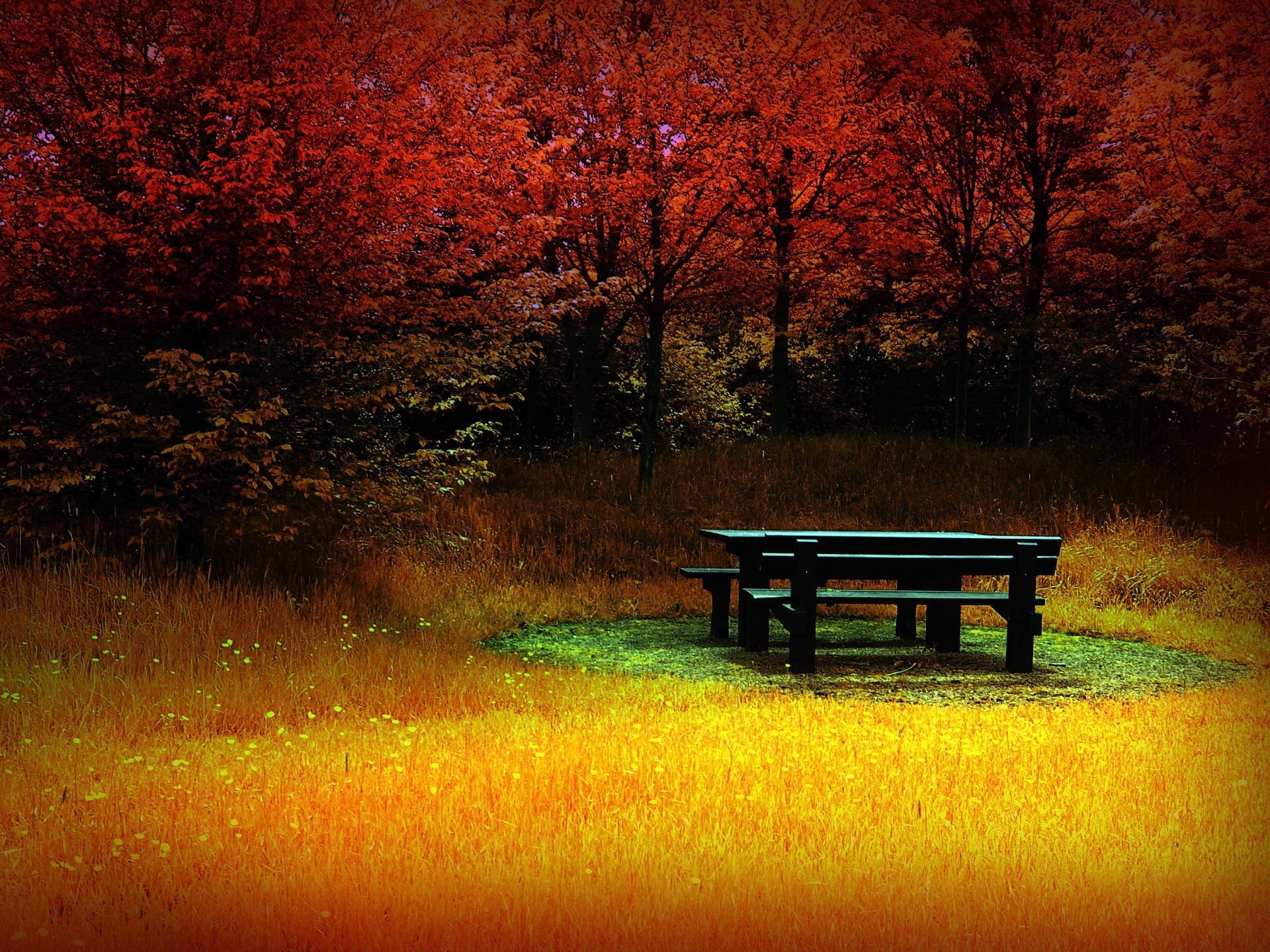 gold Colored, autumn, wood - Material, green Color, color Image, vibrant Color, scenics - nature, plant, landscape, sunlight, seat, lunch, table, october, HD Wallpaper
