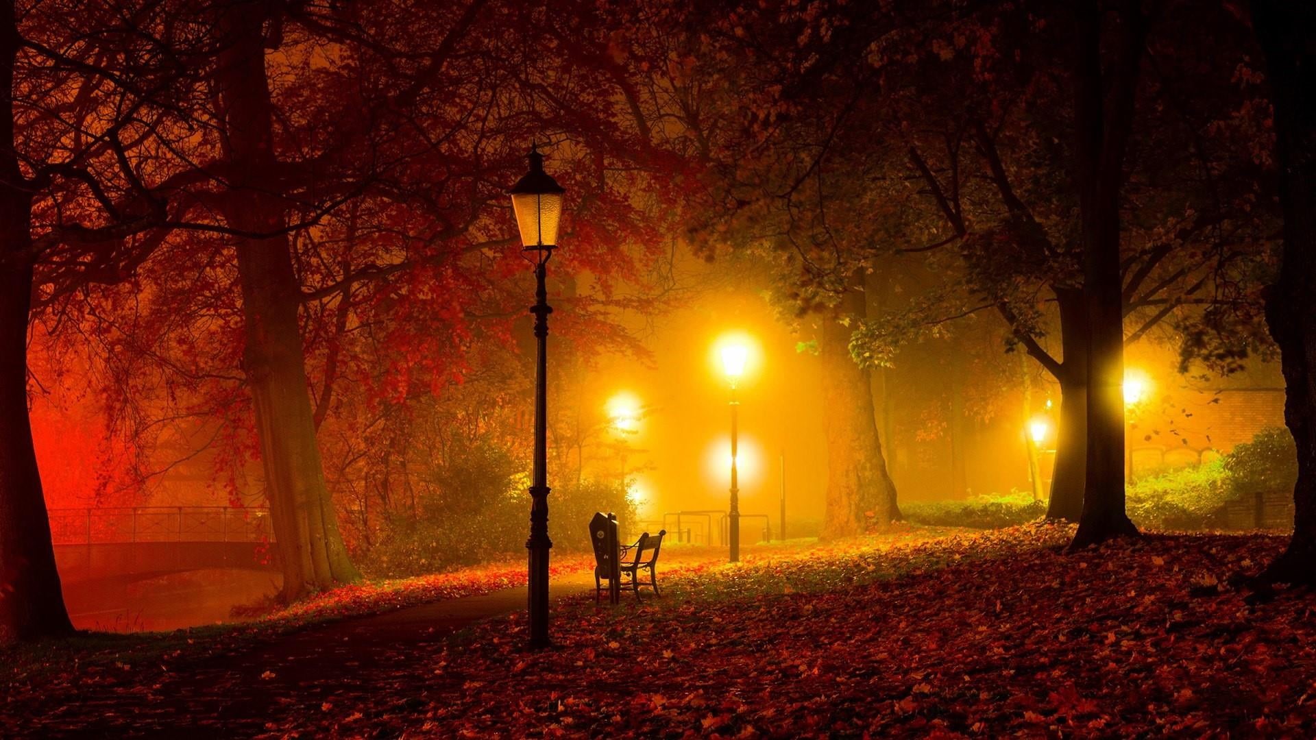lighting equipment, leaf, light, tree, walking, plant, street, mist, trunk, seat, streetlight, evening, park, 1080P, street light, tree trunk, autumn, HD Wallpaper