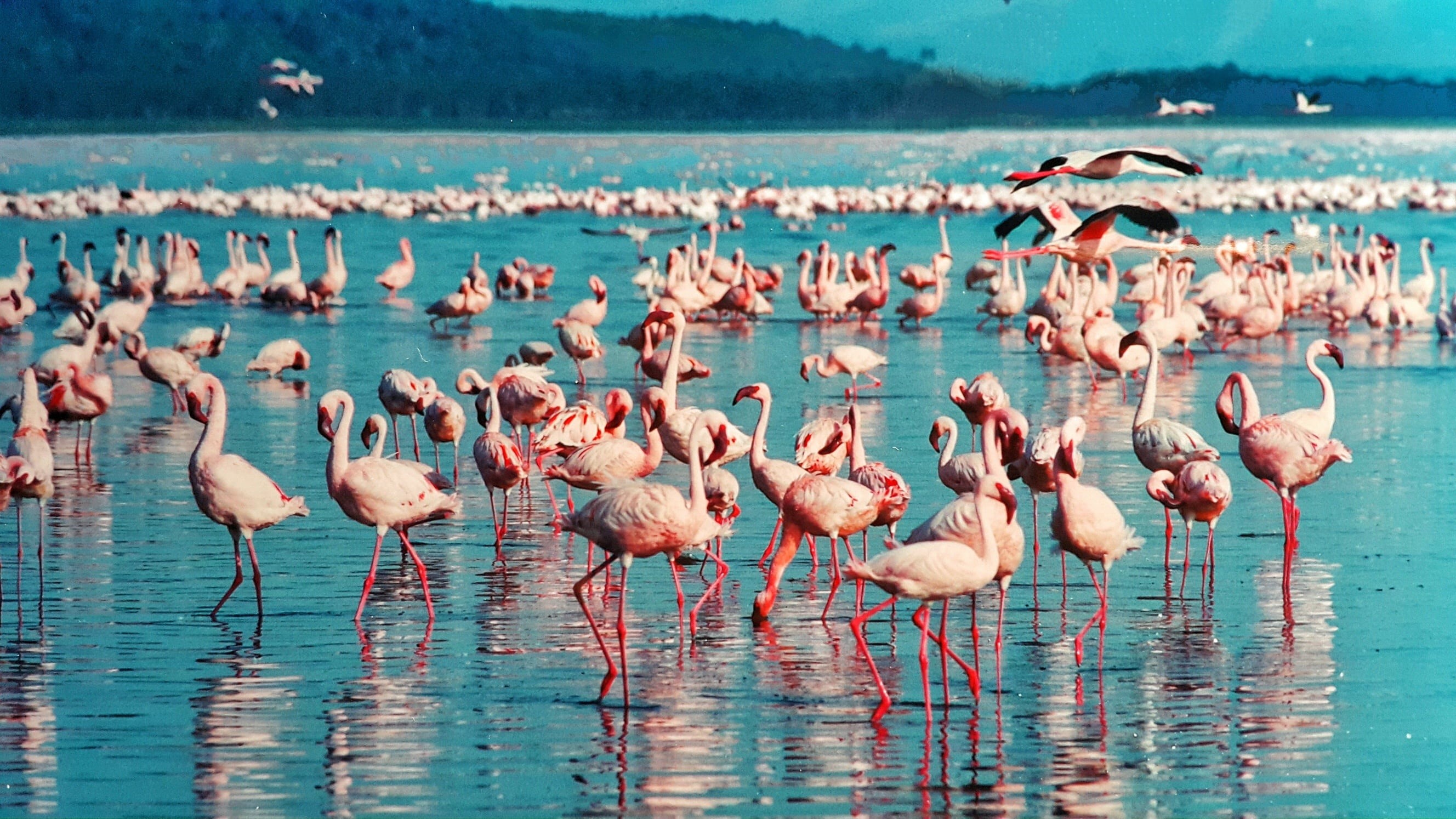 2K, bolivia, animal, freshwater bird, flamingo, reflection, no people, lake, animals In The Wild, scenics - nature, pink color, group of animals, nature, HD Wallpaper