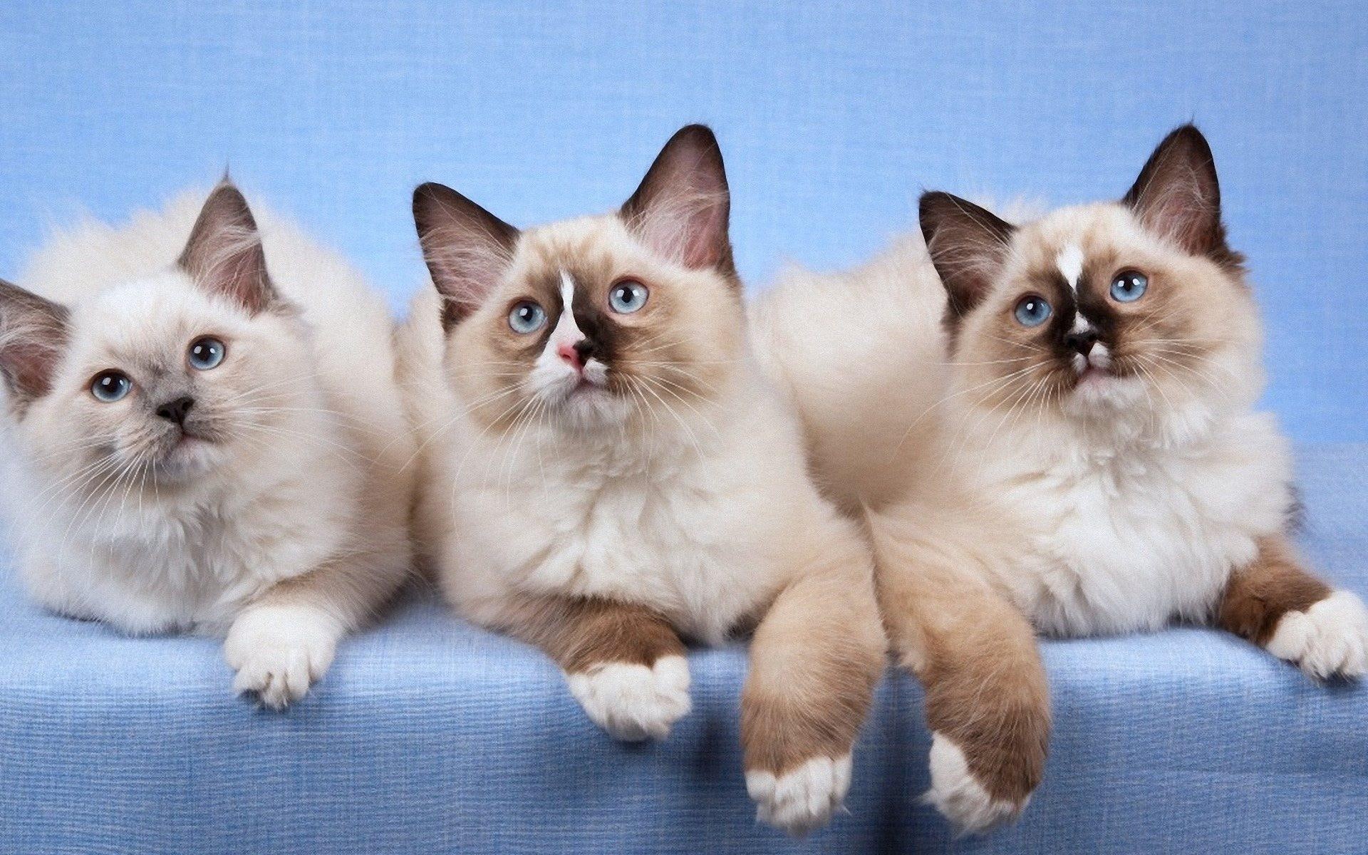 animals, kitten, ragdoll, three, animal, cats, 1080P, HD Wallpaper