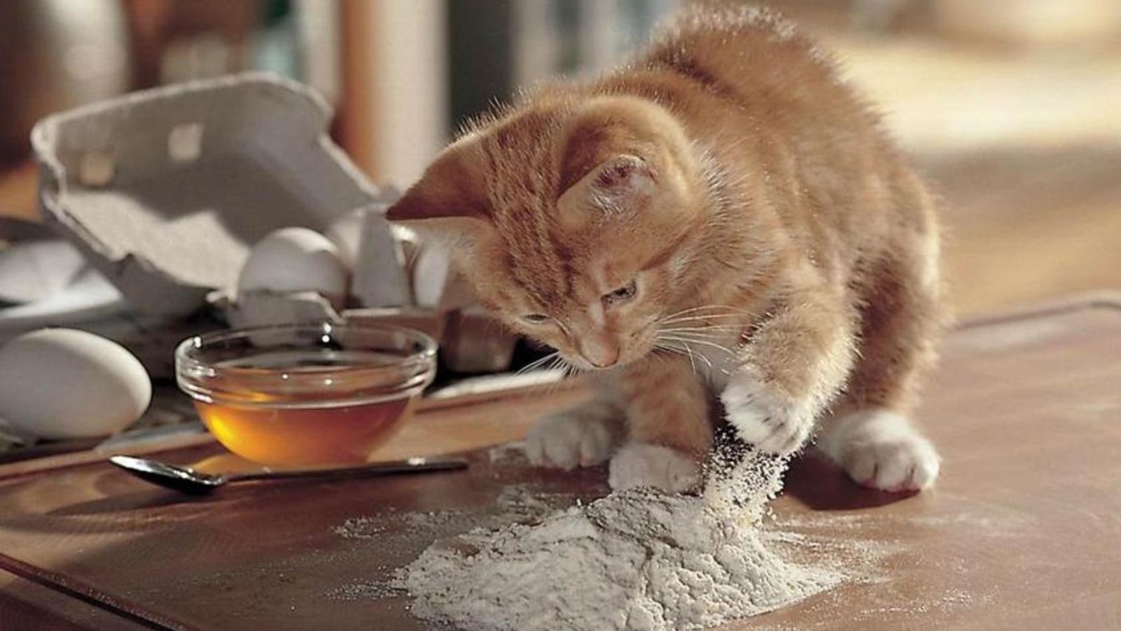 animals, kitty, sweet, face, tabby, cats, beautiful, lovely, pretty, cook, cat, sleeping, sleepy, paws, 720P, cat-face, kitten, cute, orange, HD Wallpaper
