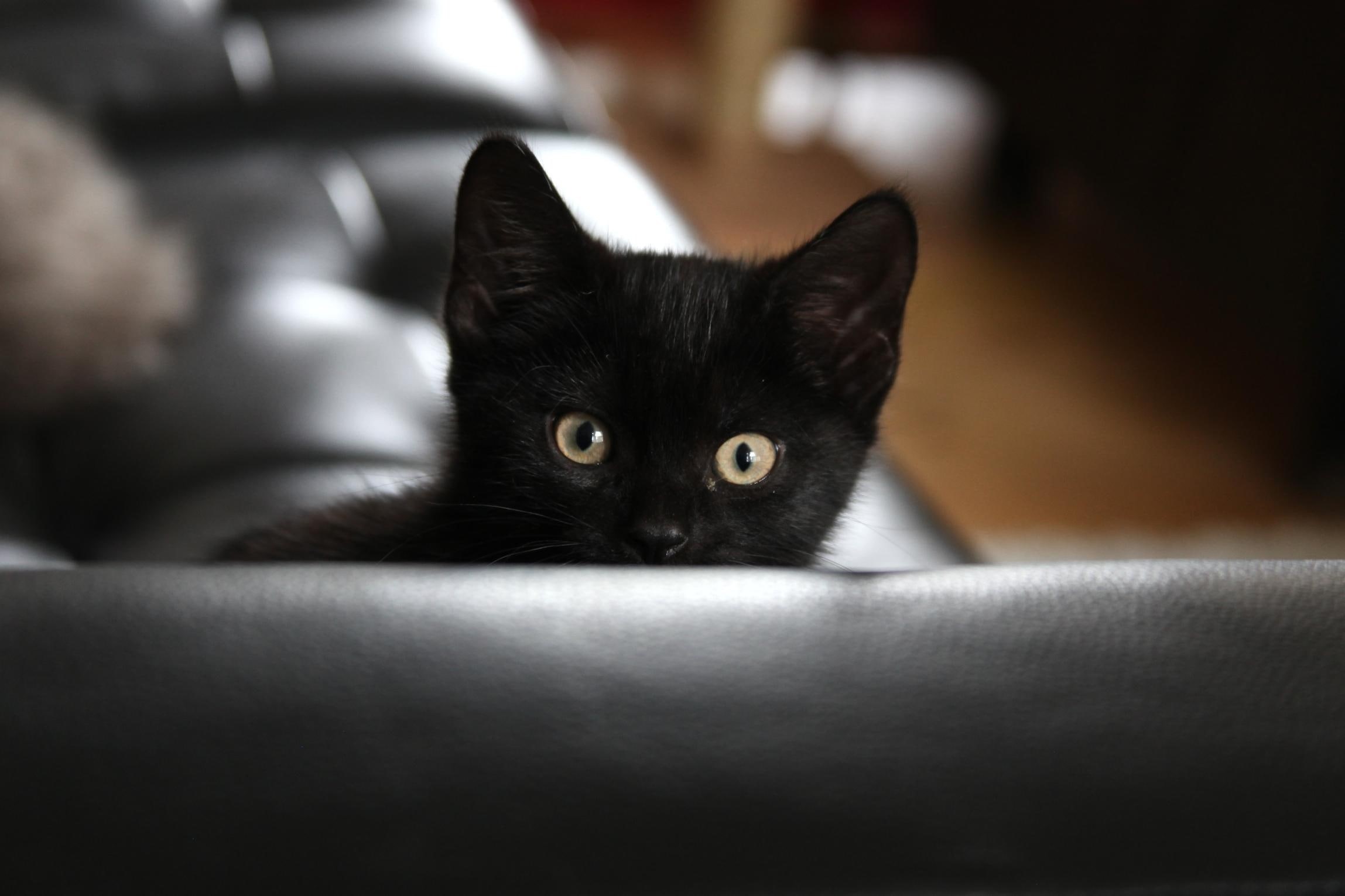 cute, black, 1080P, kitten, kitty, animals, HD Wallpaper