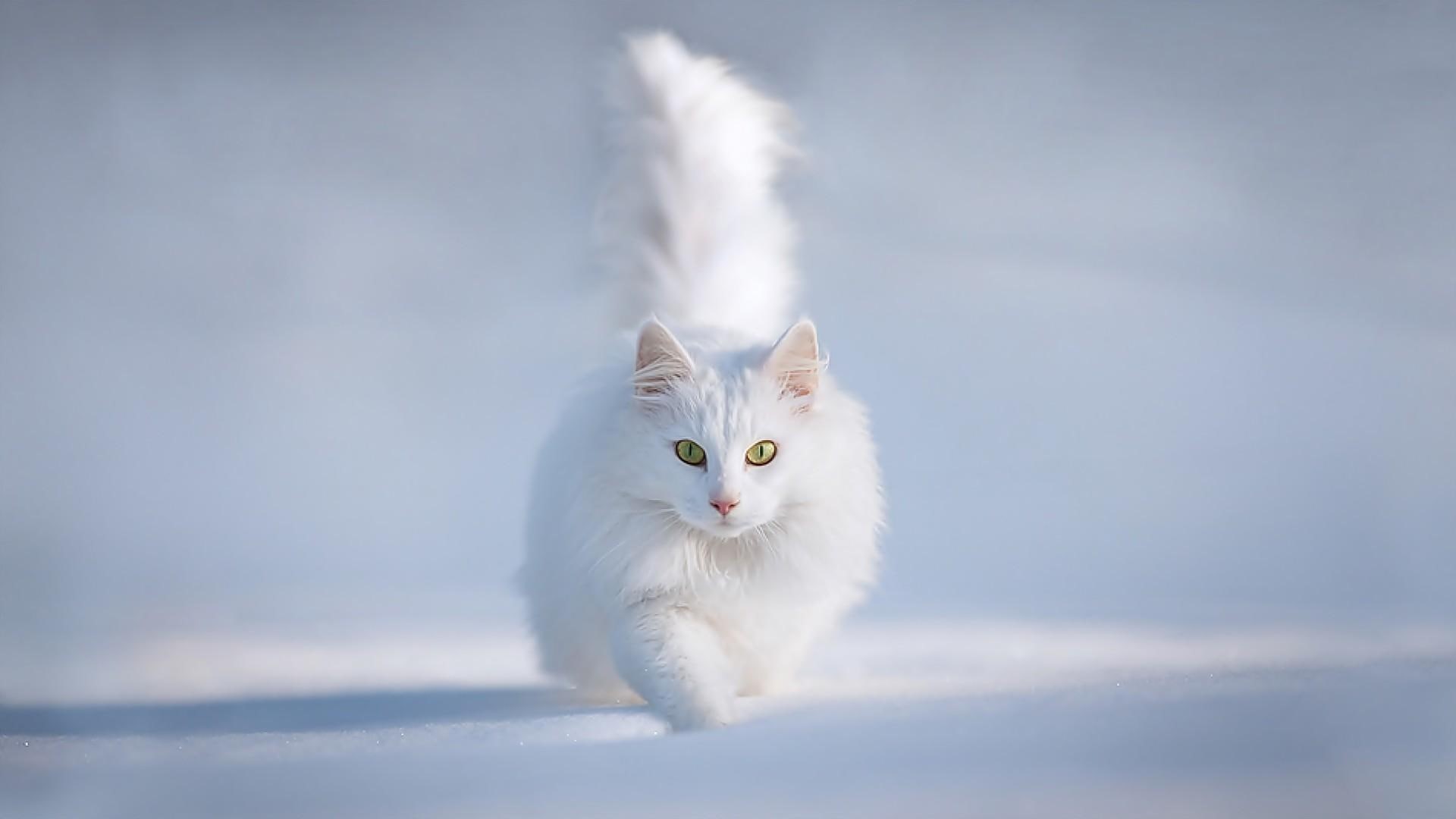 kitty, cute, adorable, running, nice, kitten, 1080P, animals, cat, white, HD Wallpaper
