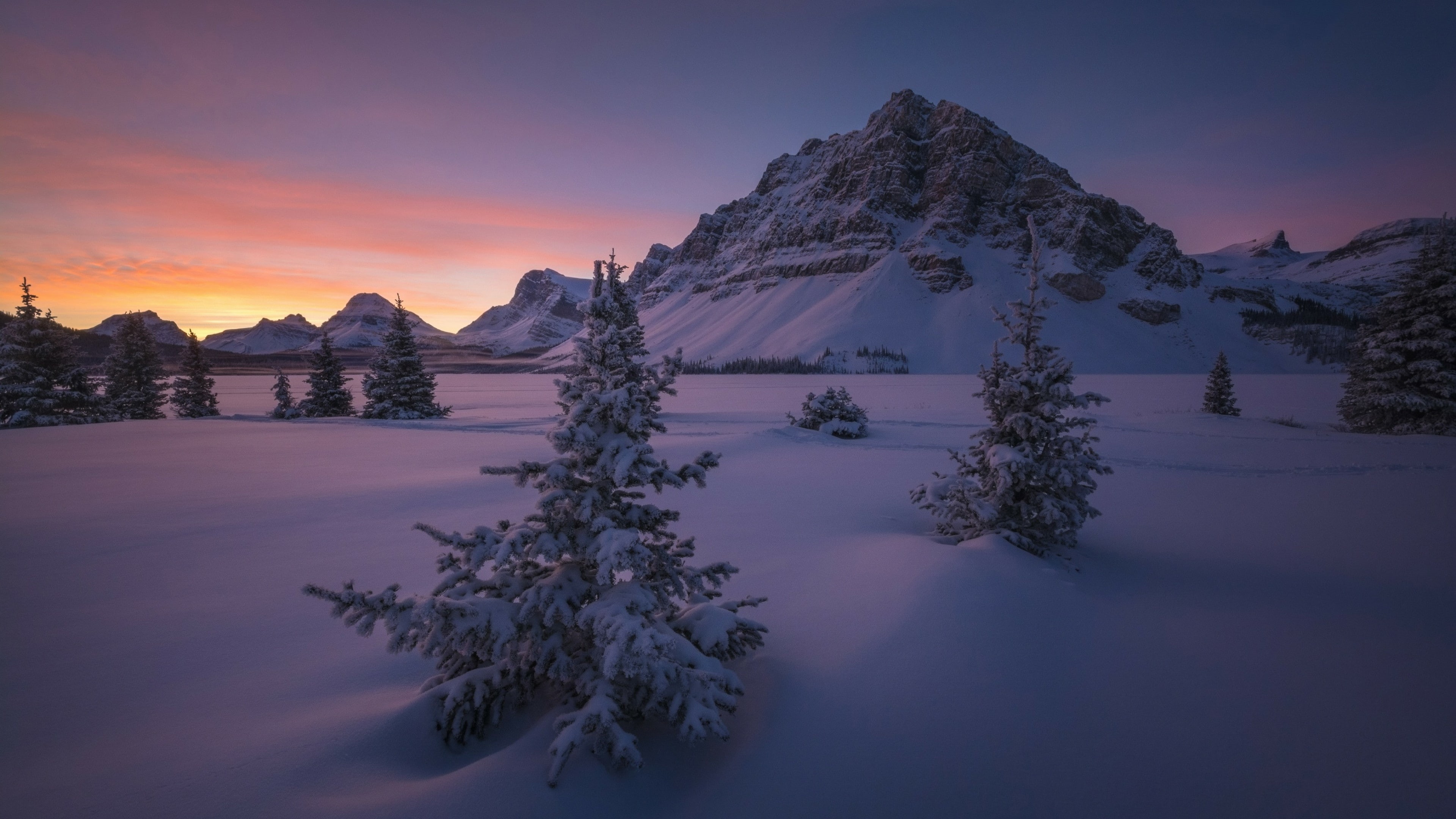 national park, canada, winter, pine tree, snow, 4K, tree, wilderness, freezing, fir, crag, banff national park, nature, sky, alberta, snowy, mountain, HD Wallpaper