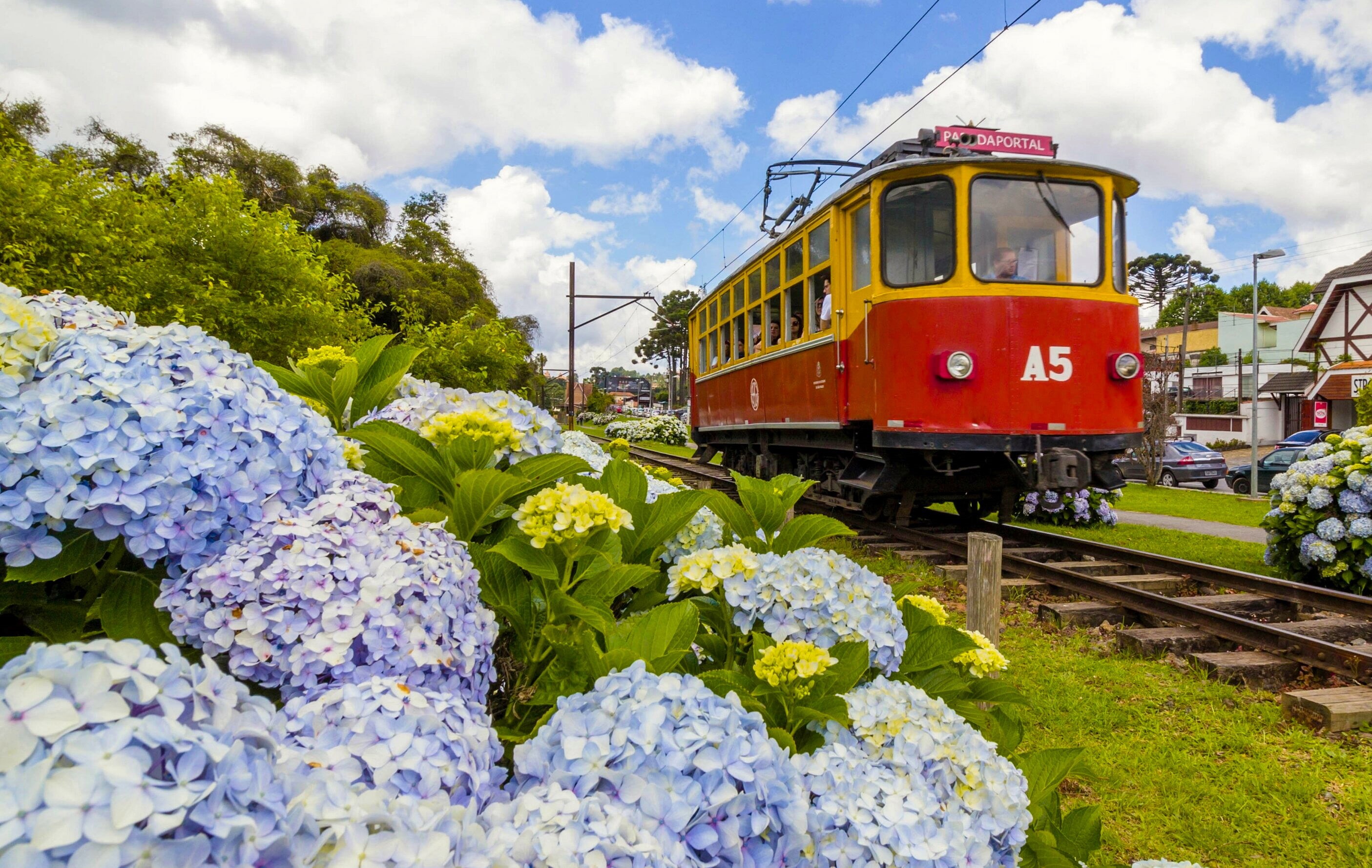 Brazil, 2K, tram, hydrangea, Campos do jordão, Capivari Square, Campos Do Jordao, flowers, HD Wallpaper