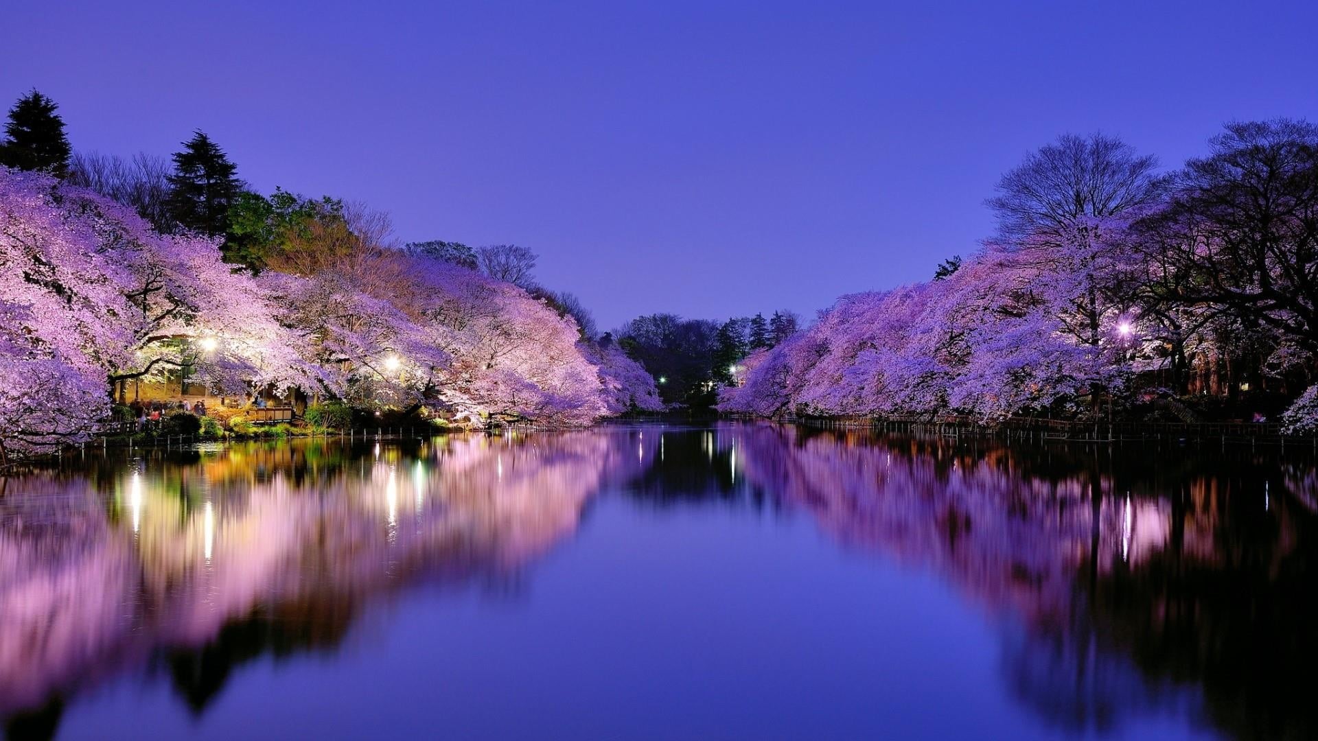 lake, night, sky, river, japan, tranquility, pink color, tranquil scene, plant, spring, canal, nature, osaka, cherry blossom, springtime, purple, flower, HD Wallpaper