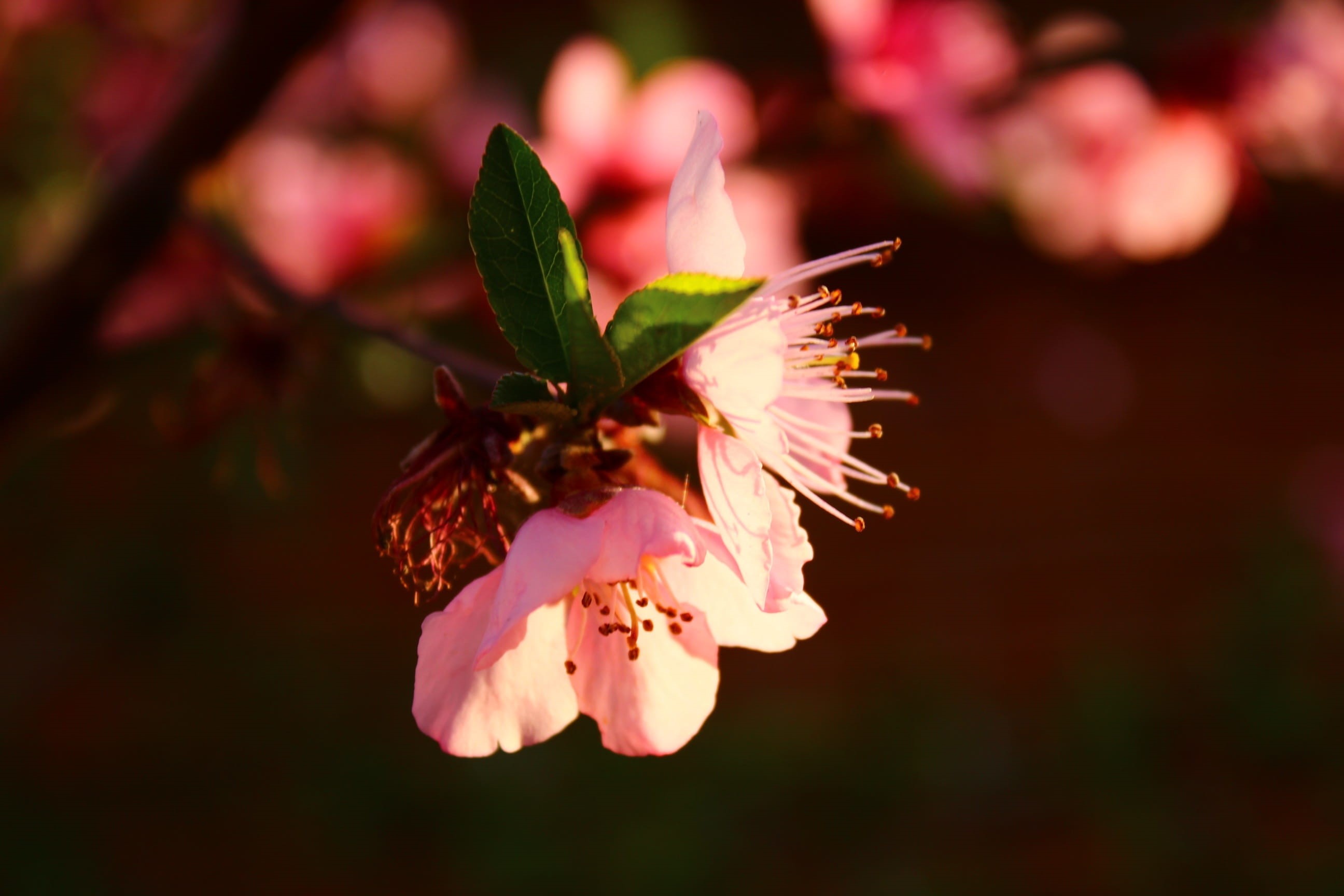 Peach Blossom, growth, night, 2K, pollen, petal, flower, pink color, leaf, beauty in nature, no people, freshness, plant part, Plant, fragility, focus on foreground, HD Wallpaper