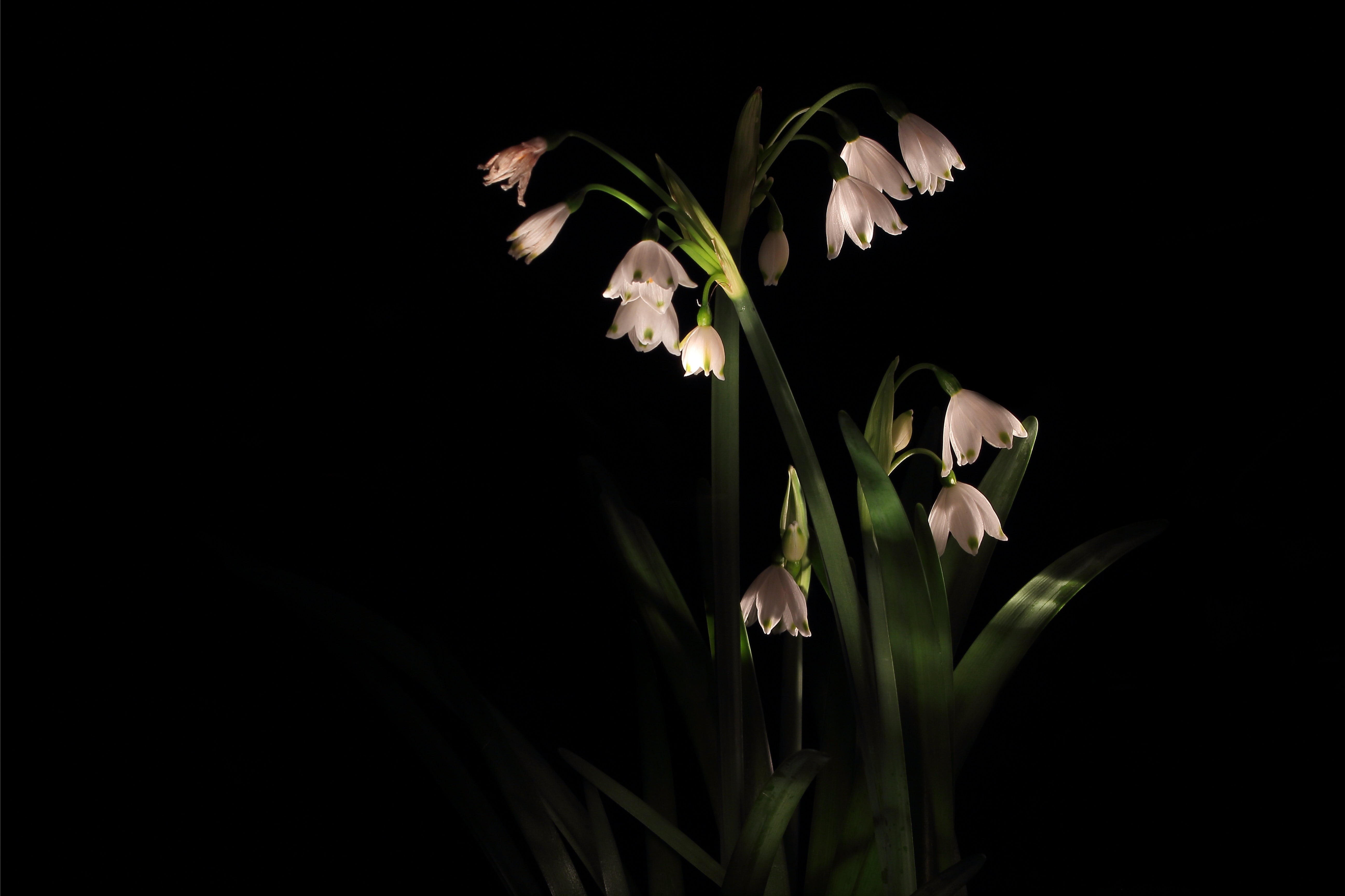 plant, garden, flowers, vulnerability, spring, black background, petal, leaf, growth, flower, white, night, lowkey, petaled, blossom, flashlight, long exposure, HD Wallpaper
