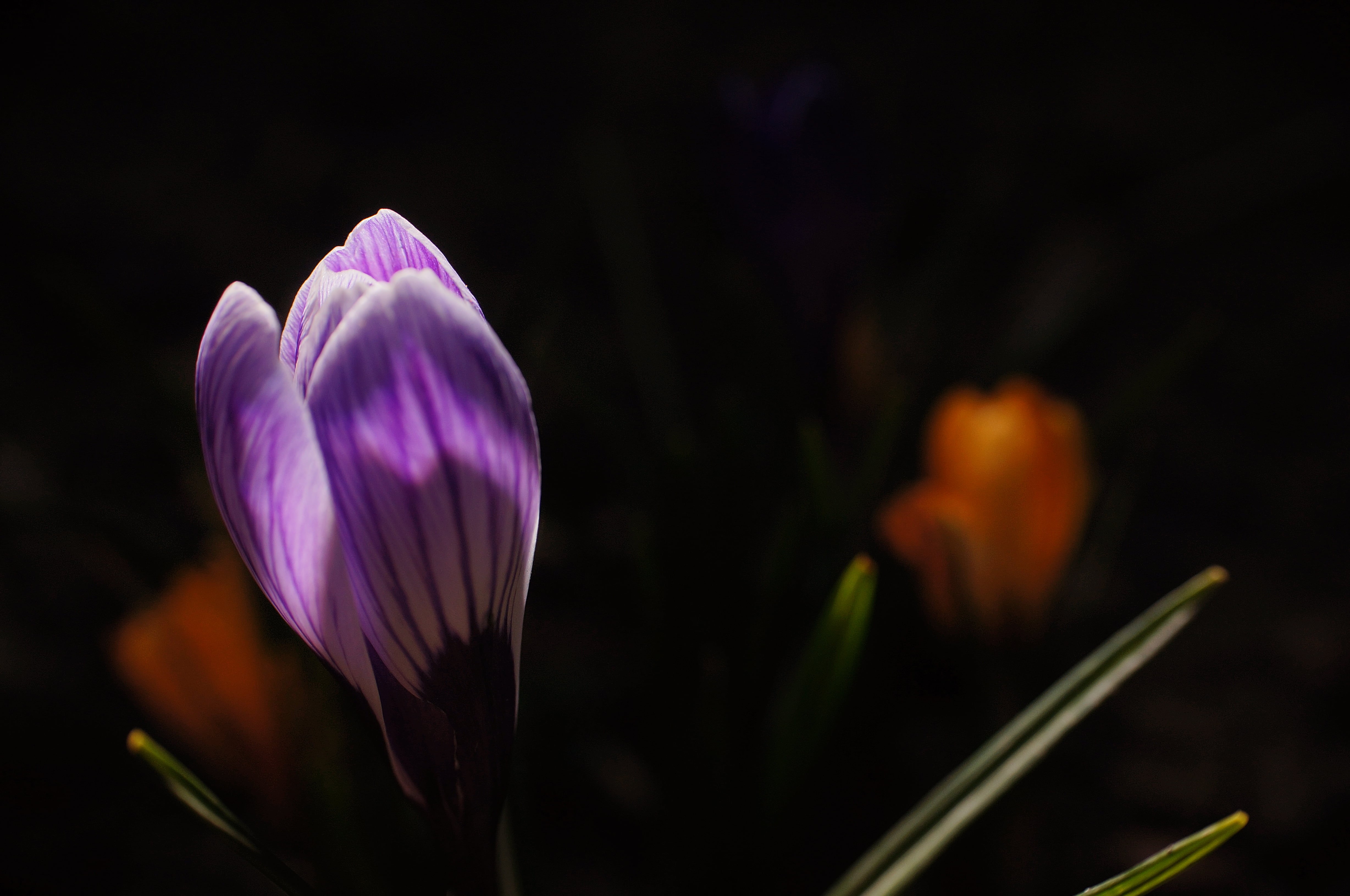 Germany, Sony  Alpha, Europa, flower, orange, springtime, genuine, Colored, prime  lens, Night, Nacht, Nex-5N, manuelle, petal, Nex, Crocus, purple, Bunt, HD Wallpaper