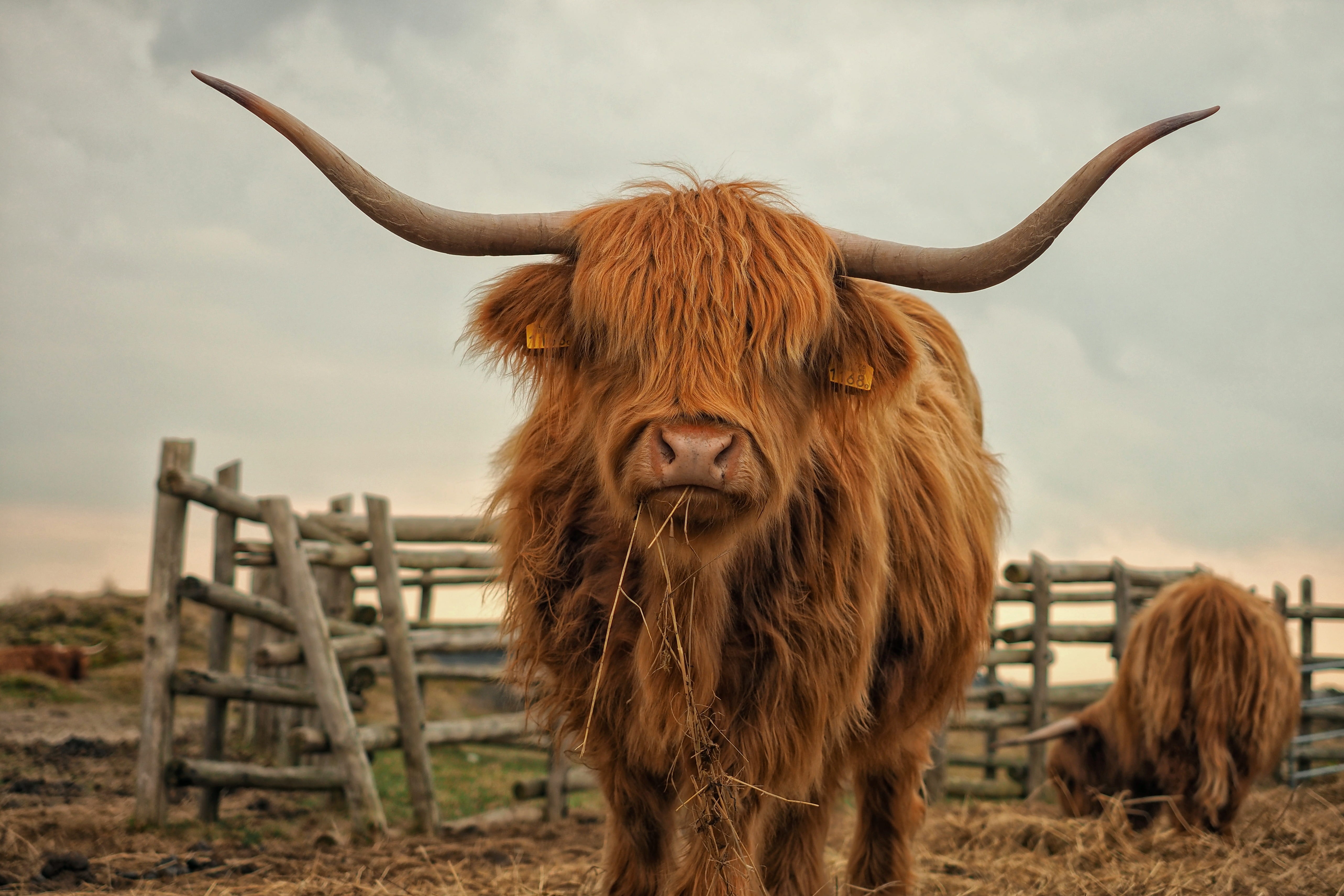 portrait, photo, agriculture, no people, animal themes, looking at camera, livestock, domestic, nature, herbivorous, near, standing, closeup, domestic cattle, HD Wallpaper
