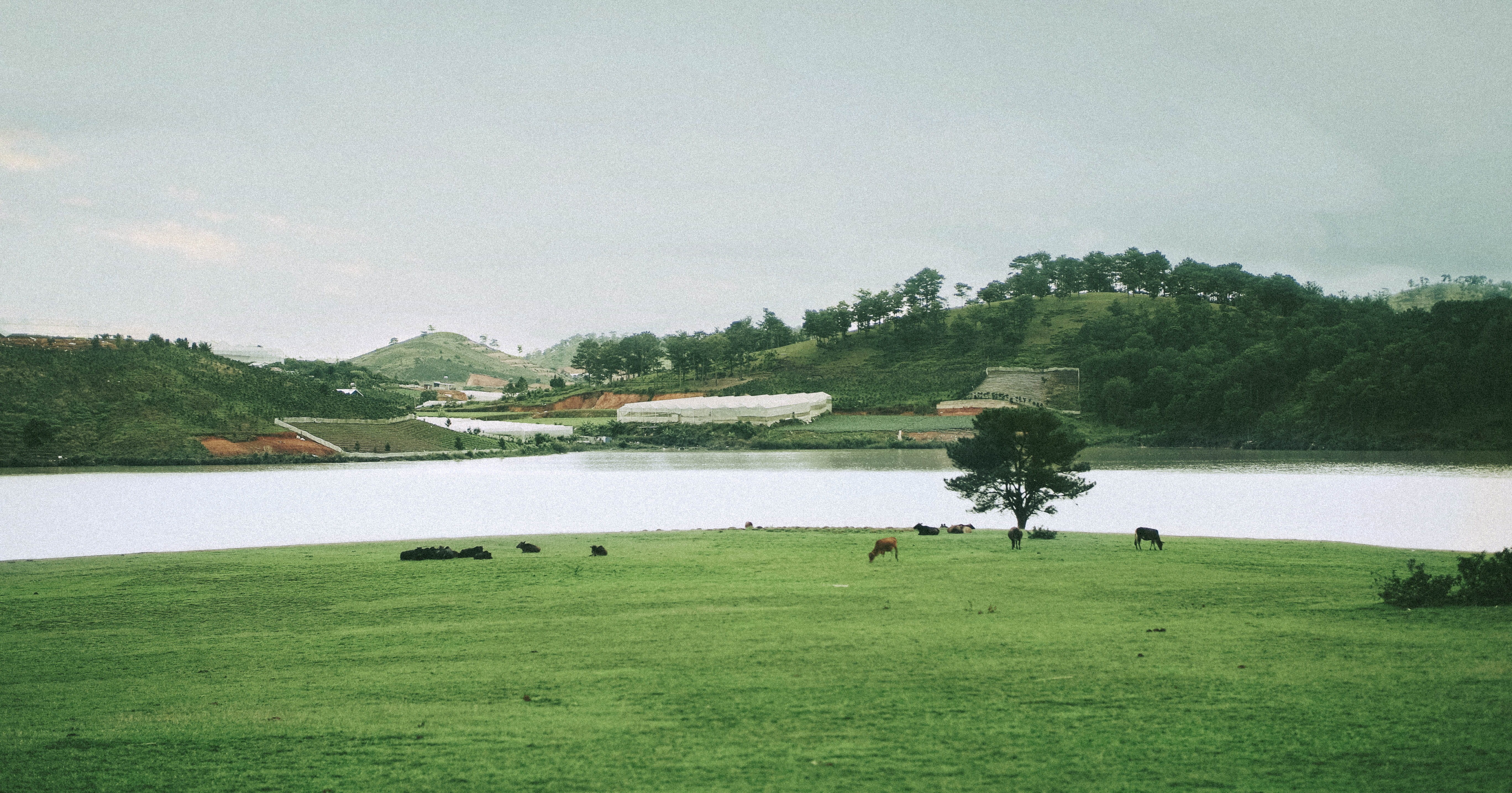 water, sky, outdoors, activity, golf, scenics - nature, group of animals, leisure activity, 5K, animal themes, plant, day, vietnam, environment, animal, HD Wallpaper