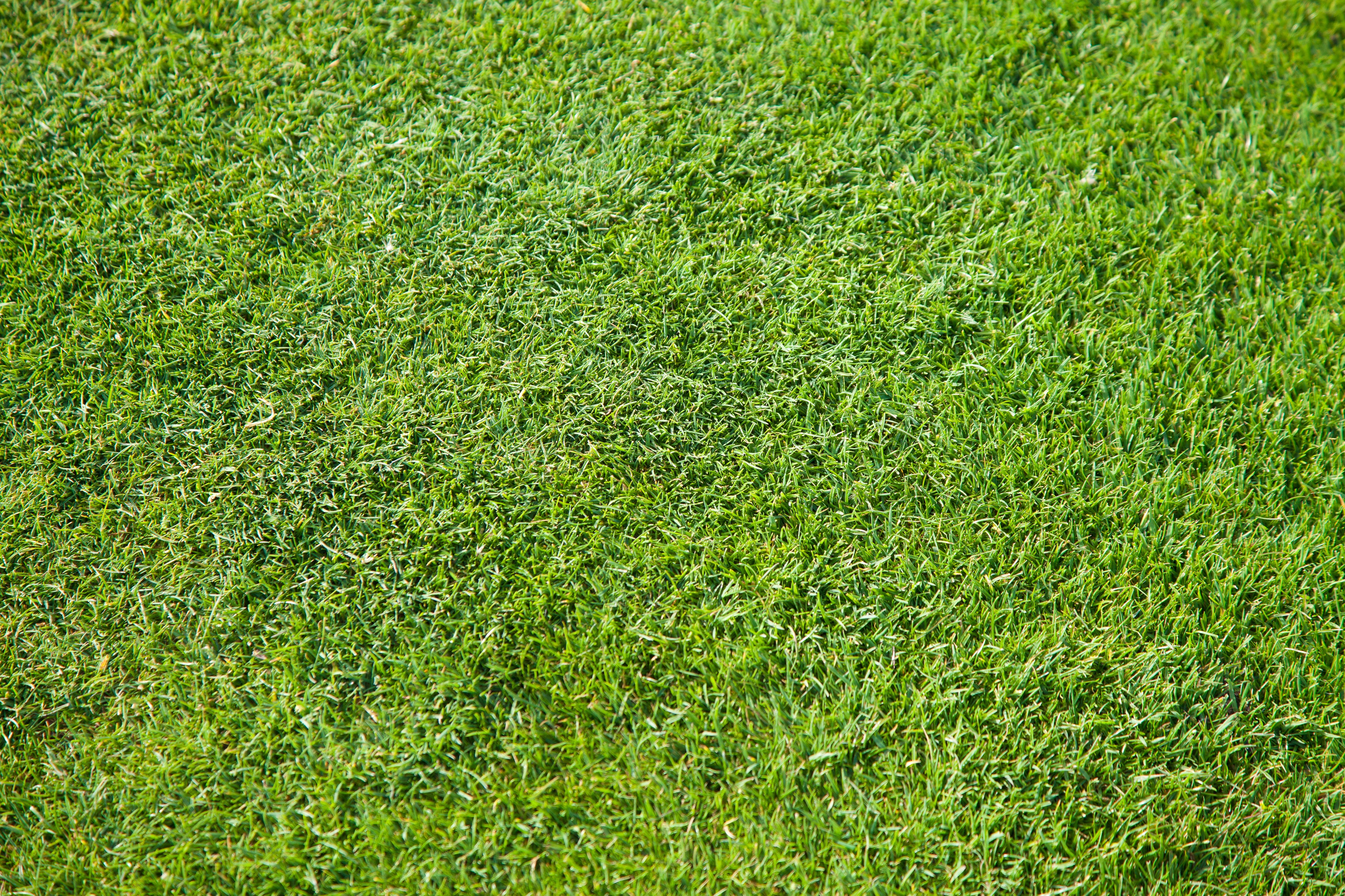 sport, green - golf course, 4K, soccer field, green color, backgrounds, turf, growth, green, day, nature, playing field, full frame, high angle view, soccer, HD Wallpaper