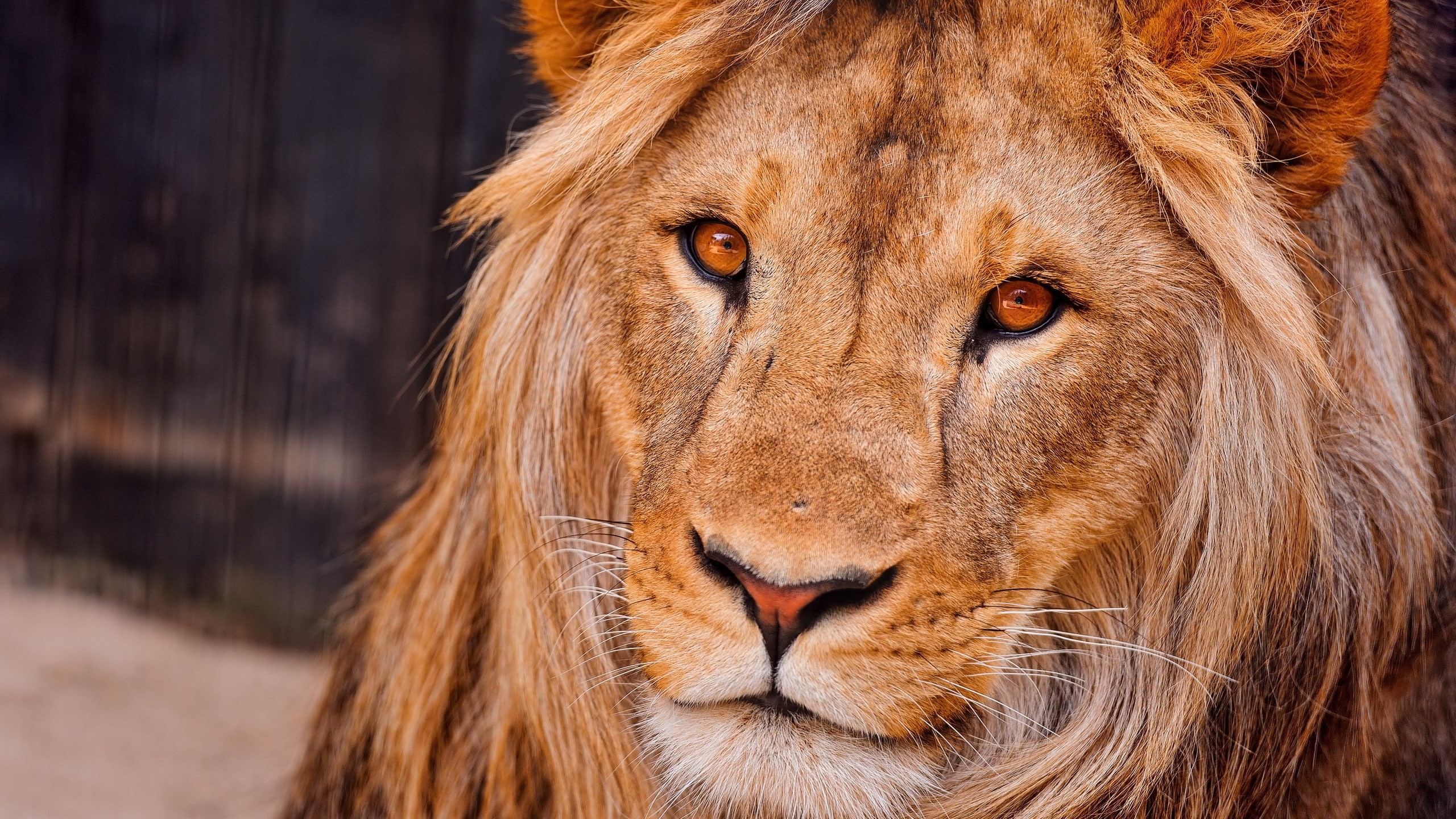 mammal, portrait, 2K, whisker, cat, focus on foreground, close-up, feline, vertebrate, lion - feline, mac os x lion  download, animal themes, animal wildlife, HD Wallpaper
