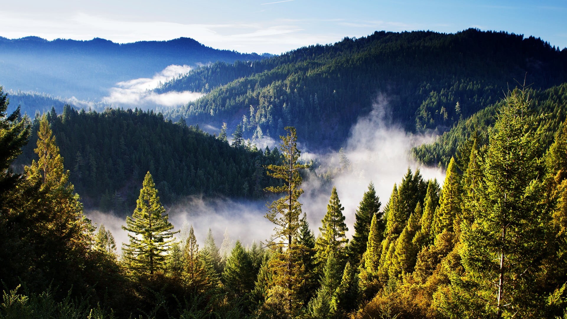 tranquil scene, outdoors, green, scenics - nature, pine woodland, pine tree, growth, mountain, idyllic, land, landscape, trees, clouds, plant, mist, green color, HD Wallpaper