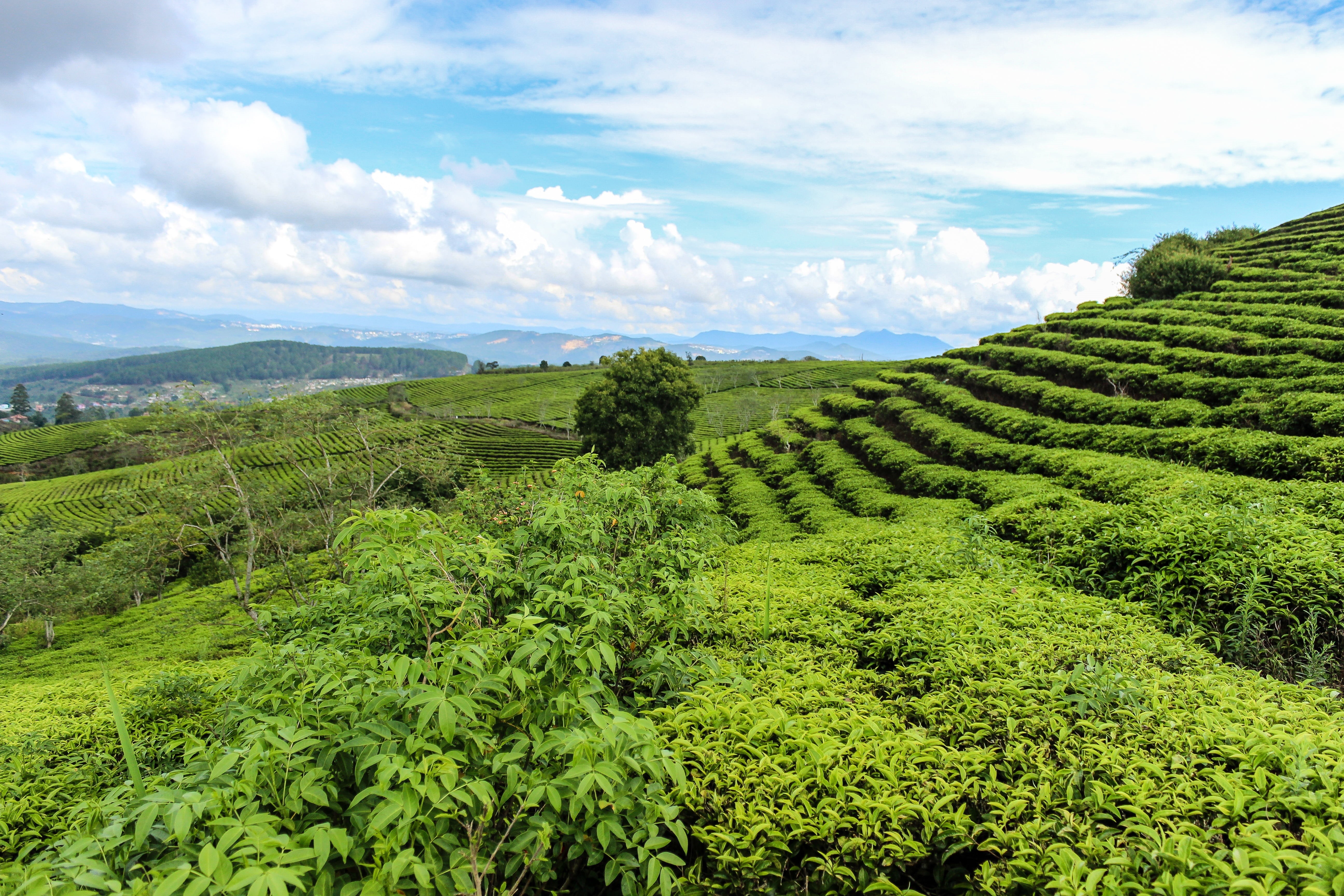 panorama, environment, growth, rice, green color, scenics - nature, spring, mountain, the hill, the field, idyllic, field, terraces, green, neck, tranquility, HD Wallpaper