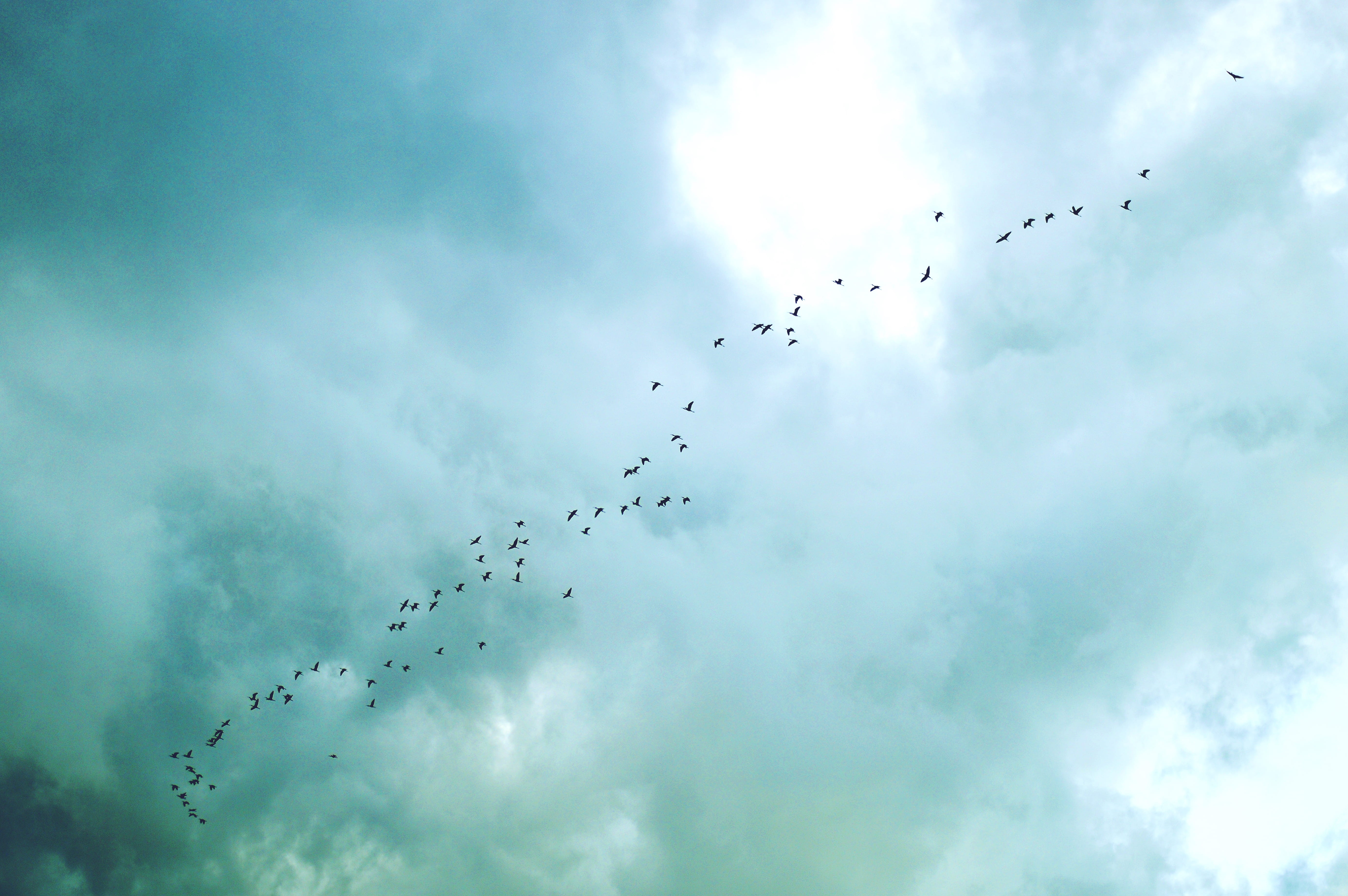 birds, ismael nieto, fly, animal migration, motion, sky, outdoors, flying, large group of animals, mid-air, stars, no people, cloud - sky, day, yuriria, HD Wallpaper
