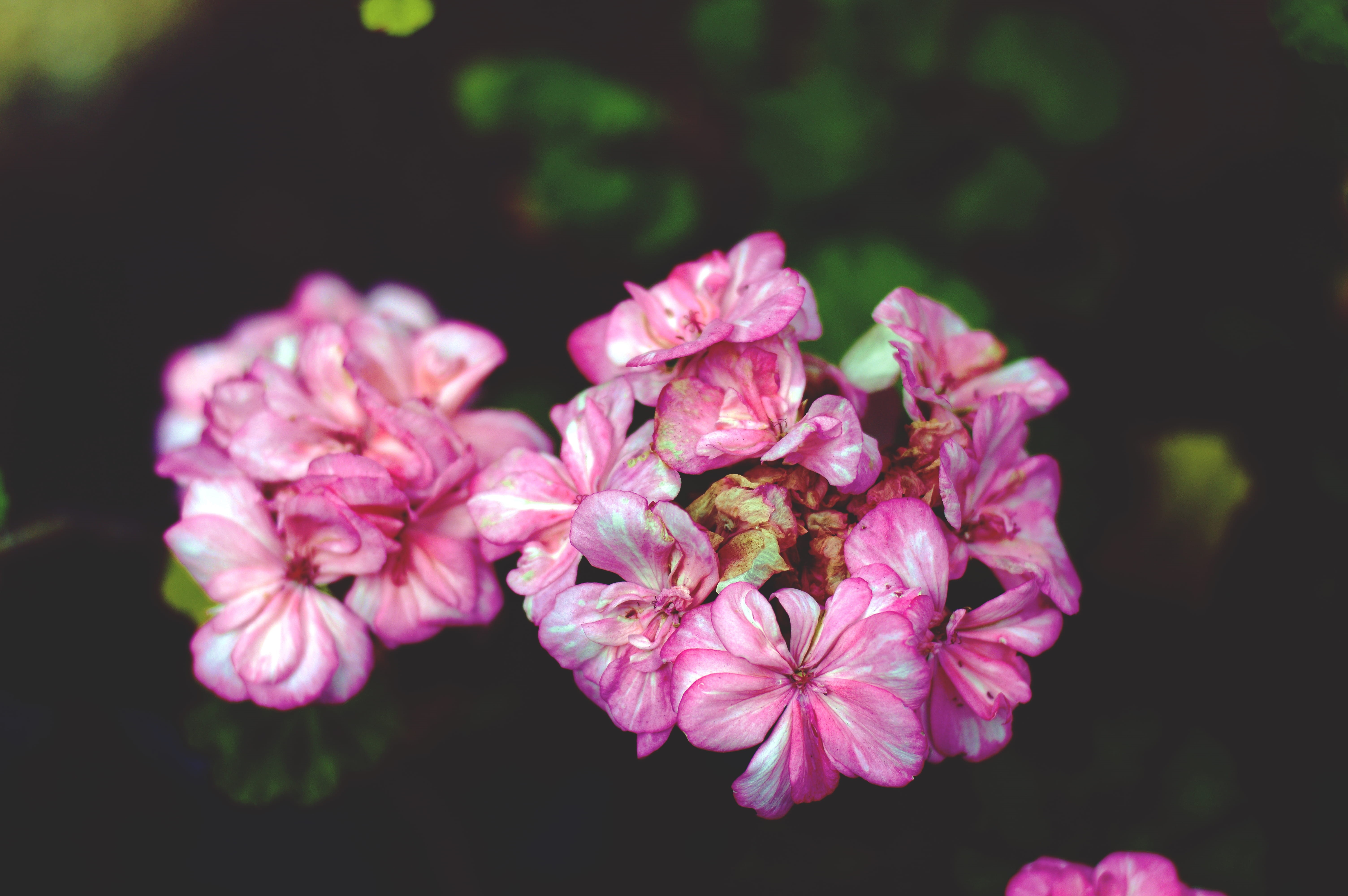 beauty in nature, purple, 5K, ismael nieto, close-up, flower, bunch of flowers, plant, flower head, no people, freshness, petal, flowering plant, pollen, HD Wallpaper