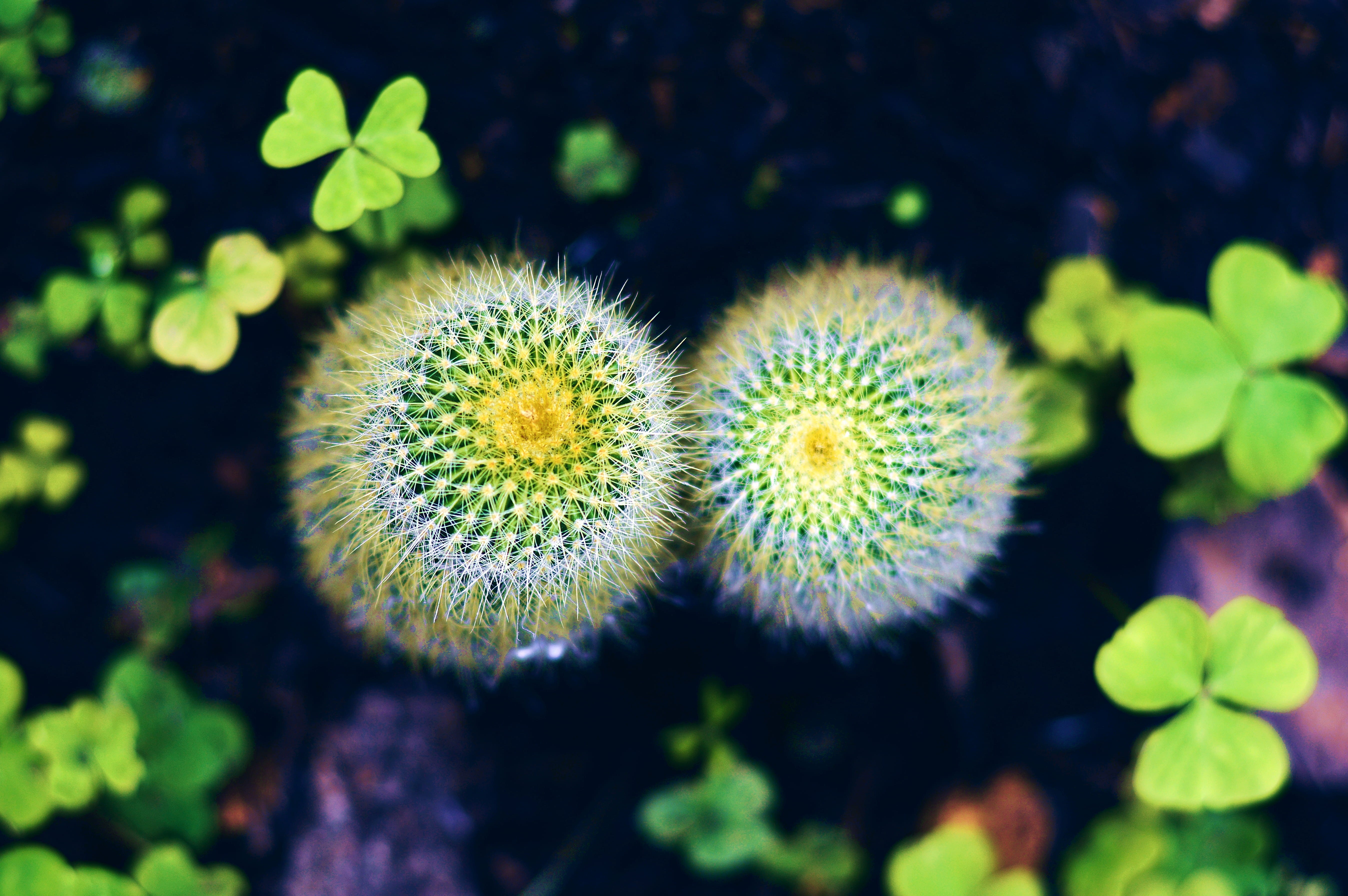 freshness, focus on foreground, macro, vulnerability, ismael nieto, spiky, flower head, day, yuriria, 5K, succulent plant, growth, no people, espinas, HD Wallpaper