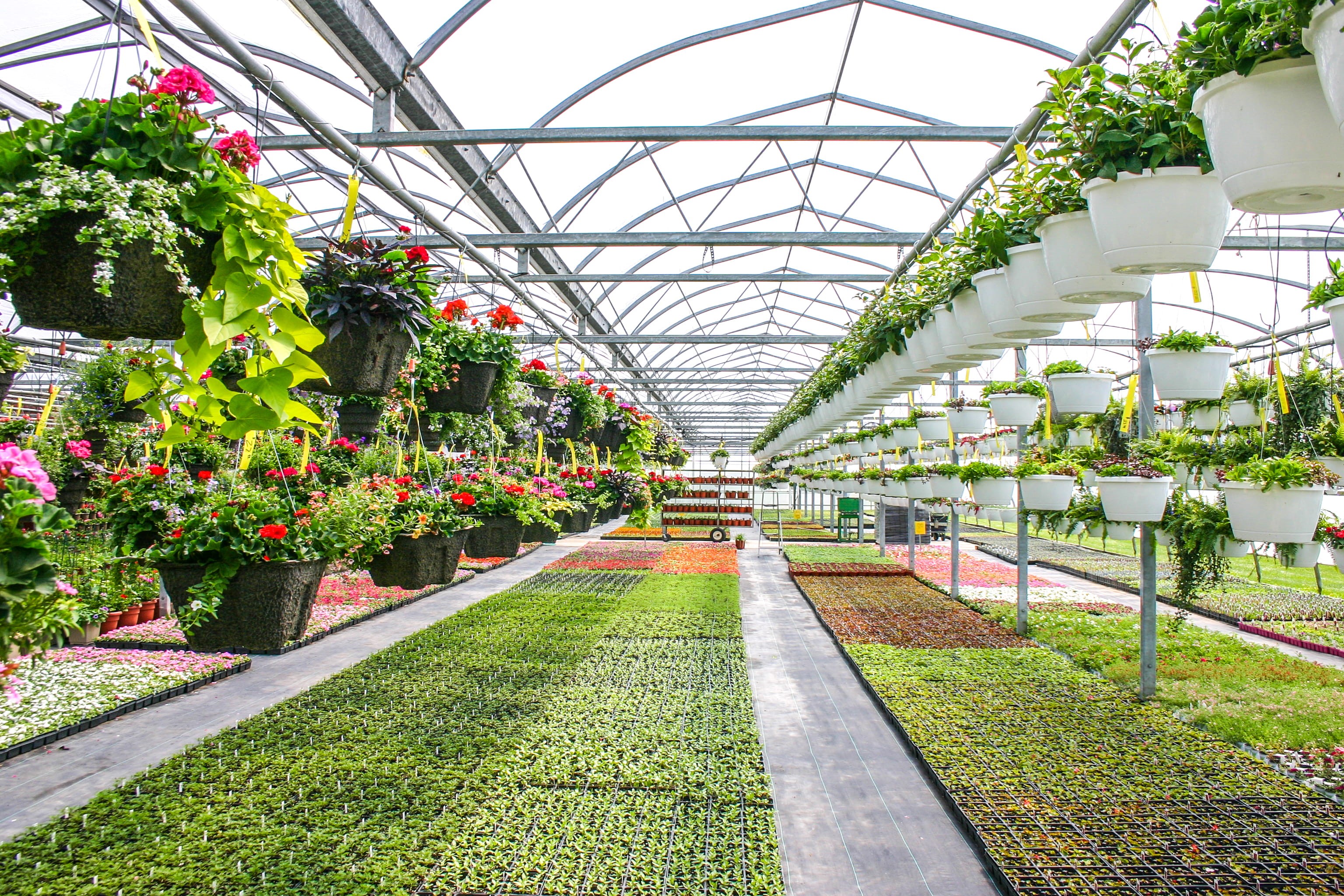 no people, diminishing perspective, hanging baskets, growth, flowering plant, indoors, built structure, greenhouse, potted plant, beauty in nature, ceiling, HD Wallpaper