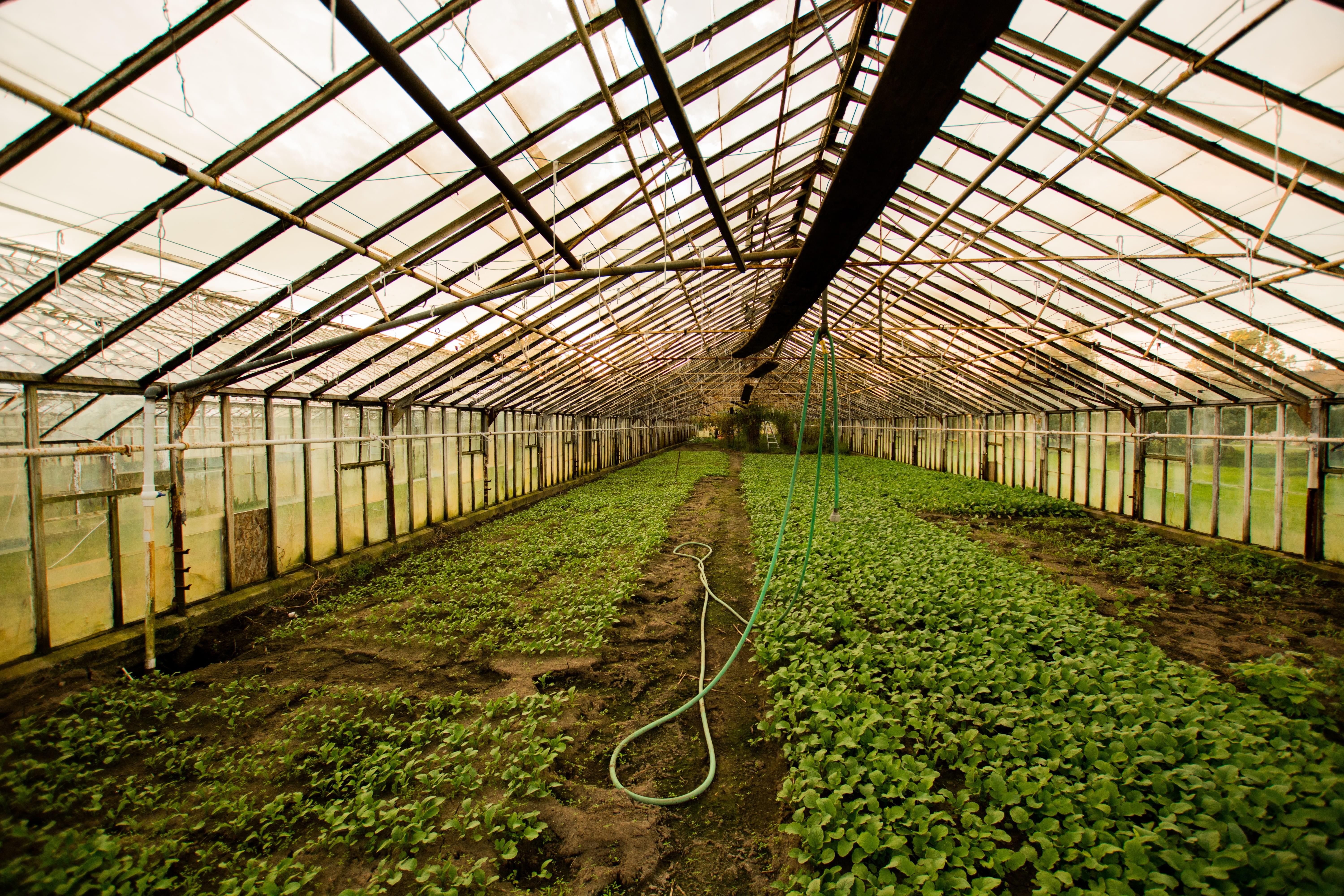 no people, grown, indoors, growth, nature, botany, 5K, greenhouse, gardening, green color, seedling, the way forward, photography, interior, field, agriculture, HD Wallpaper