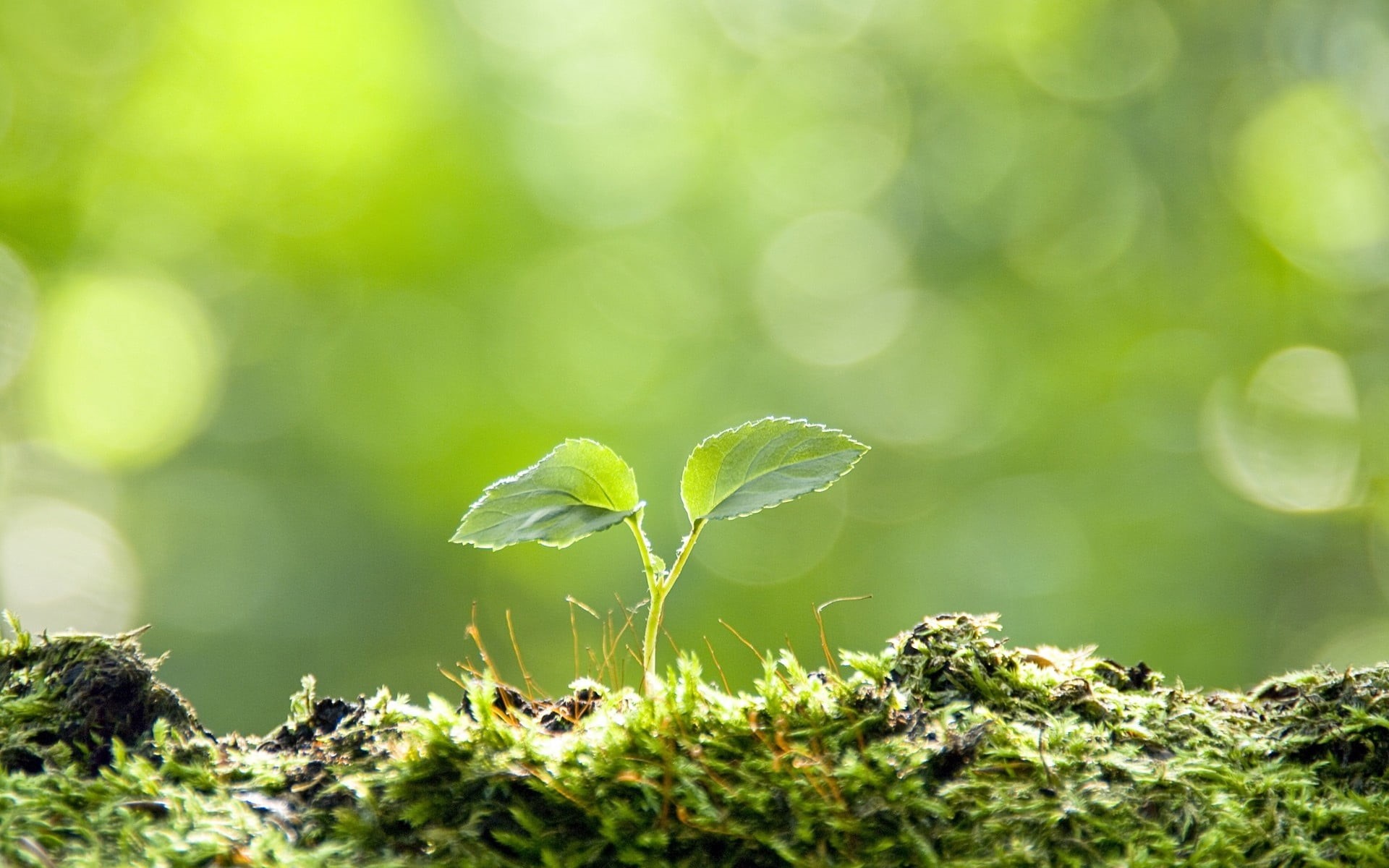 field, leaves, plant part, 1080P, summer, sprout, leaf, vegetable, grass, land, macro, seedling, new Life, woodland, life, light - Natural Phenomenon, HD Wallpaper