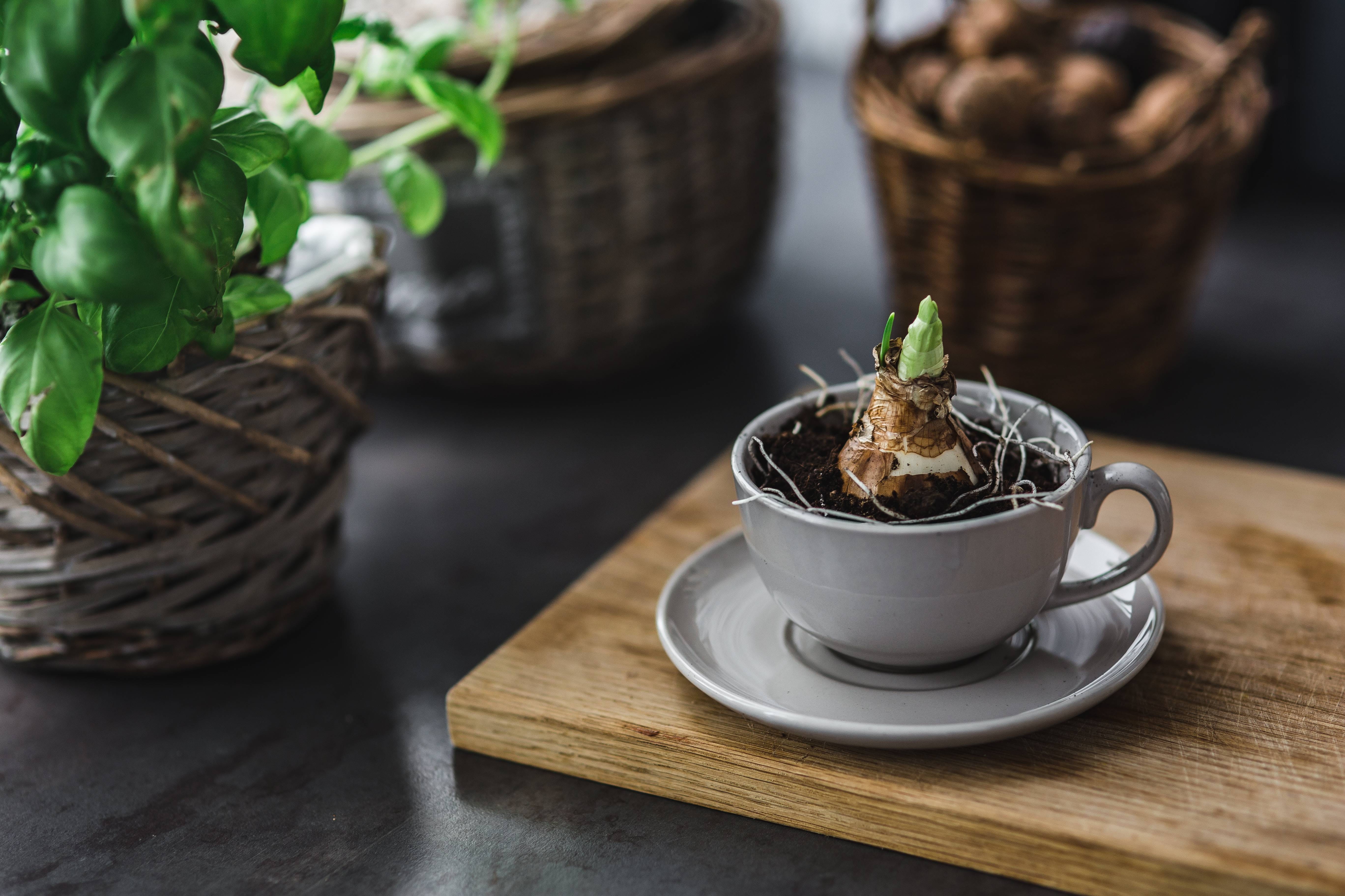 seedling, nut, herb, planting, nature, basket, saucer, focus on foreground, growth, refreshment, freshness, indoors, leaf, food, pins, plant, 5K, drink, HD Wallpaper