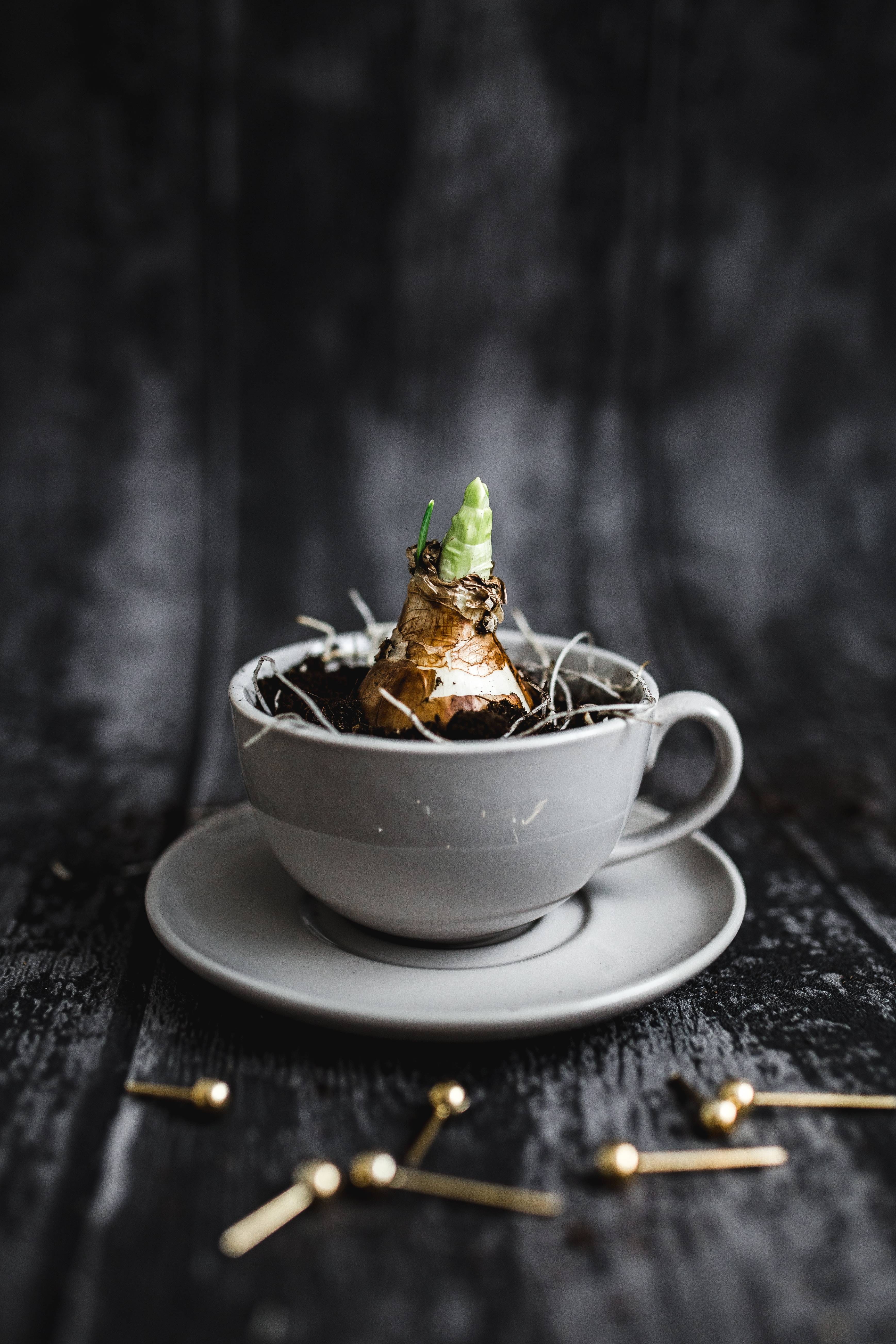 table, pins, indoors, sweet food, 5K, no people, planting, indulgence, walnuts, sweet, crockery, saucer, food, still life, temptation, ready-to-eat, kitchen utensil, Phone HD Wallpaper