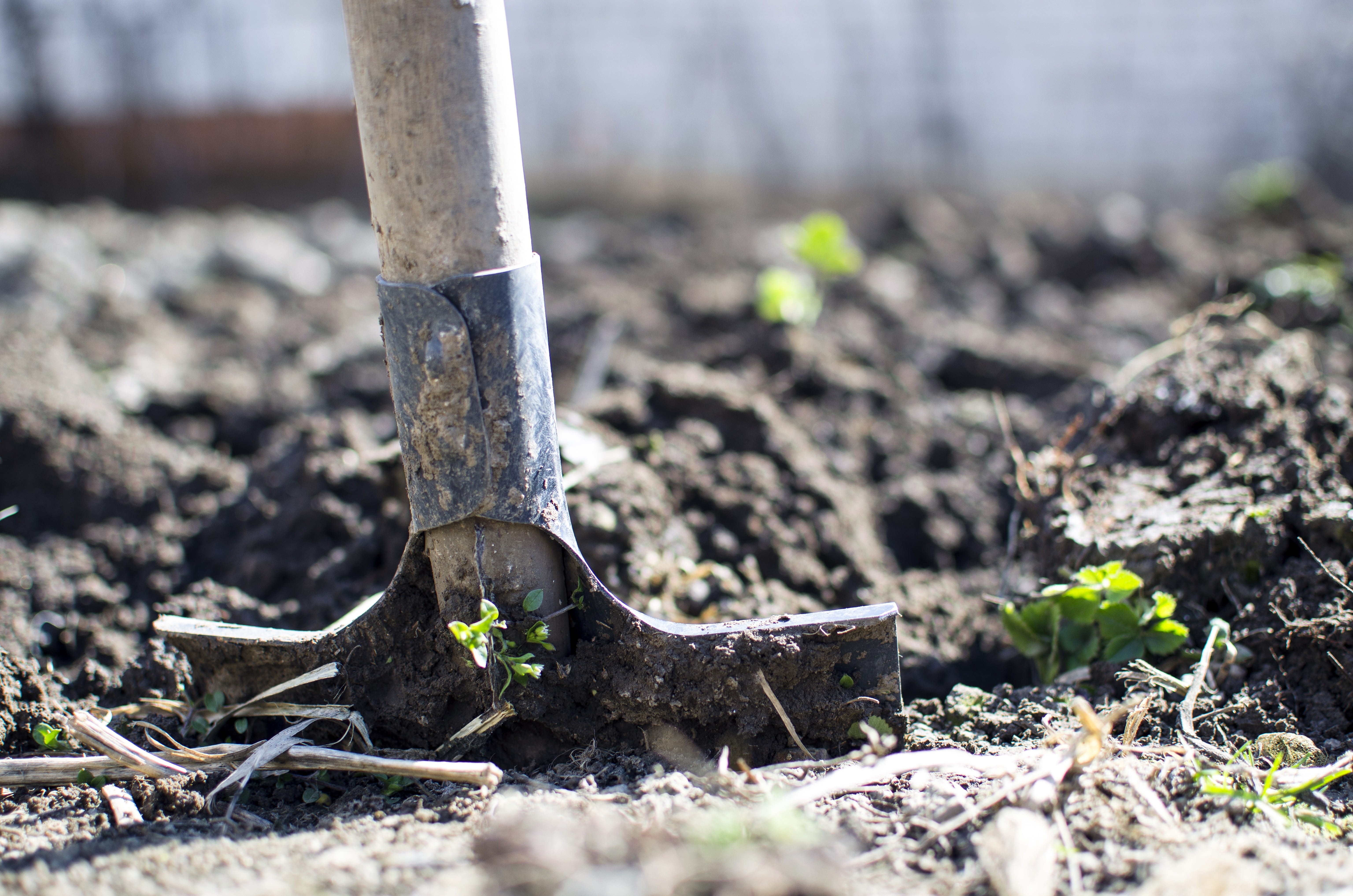 vertical, rust, conceptual, dirt, sapling, foot, beginnings, shallow, equipment, fresh, springtime, gardening equipment, ground, planting, shovel, land, HD Wallpaper