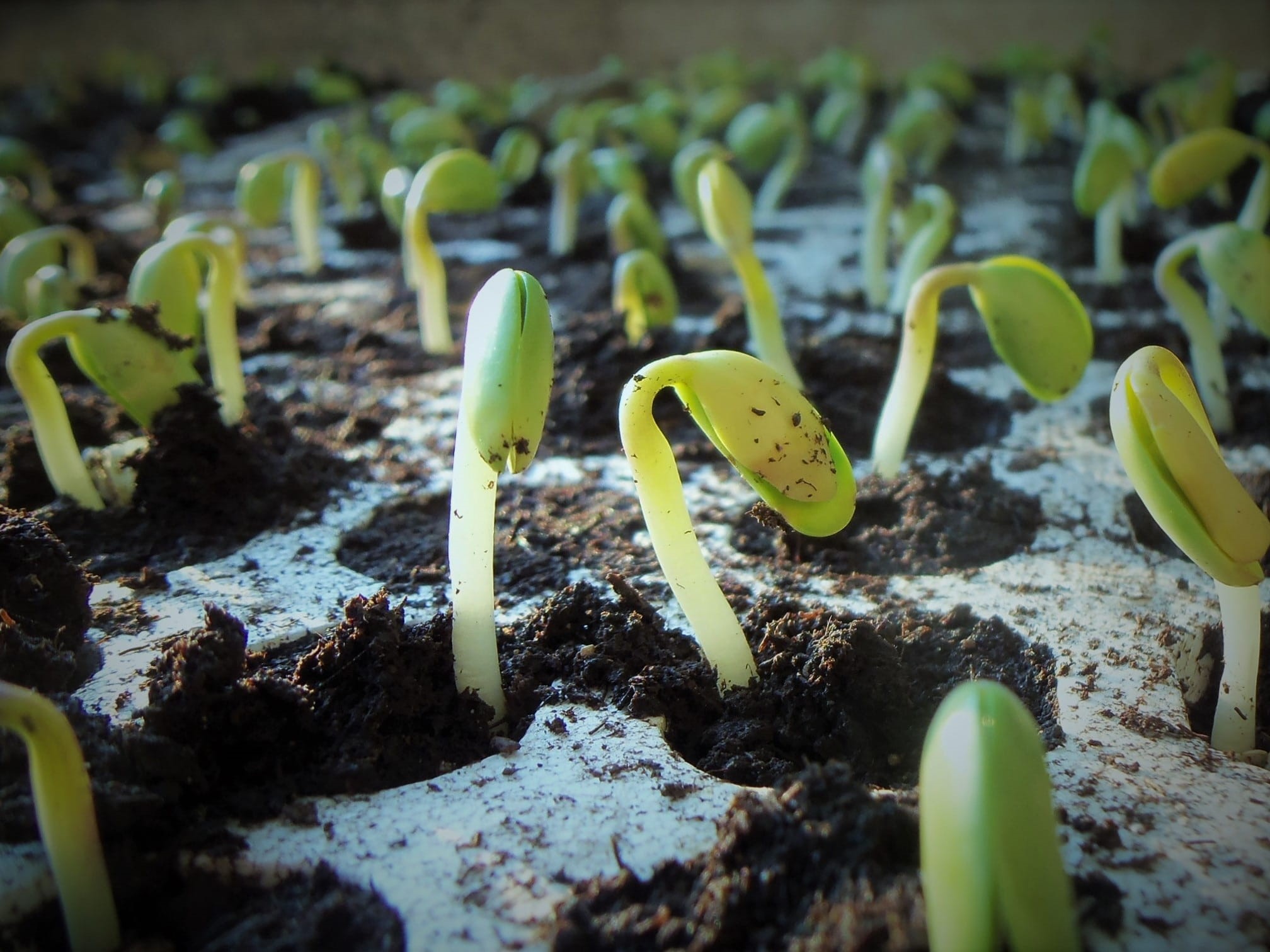 plantation, seedling, plant part, land, yellow, dirt, beauty in nature, landscape, foreground, plant, nature, agriculture, 1080P, beginnings, outdoors, HD Wallpaper