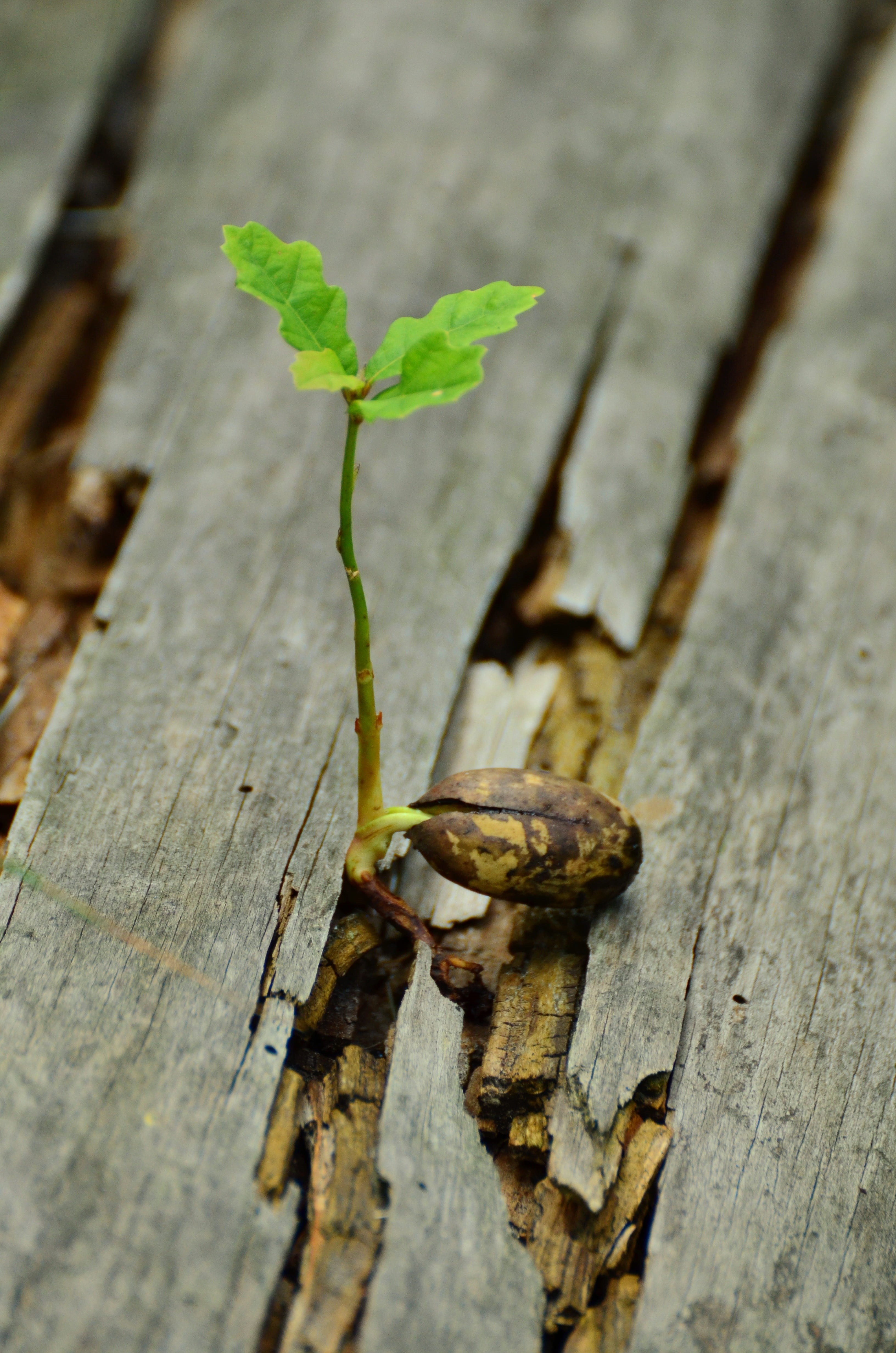 live new, leaf, green color, animals in the wild, slab, no people, wood - material, 4K, developing germ, animal wildlife, wood, outdoors, growth, high angle view, Phone HD Wallpaper