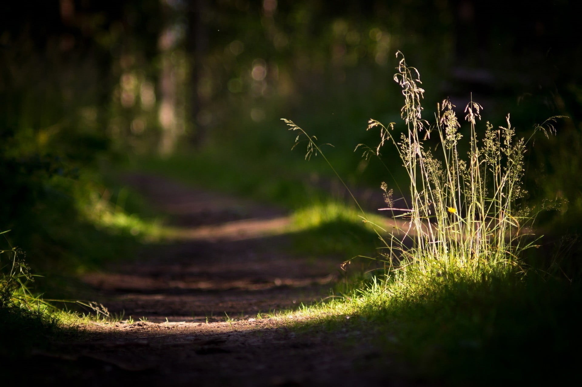 field, no People, green, backgrounds, rural Scene, plant, scenics, day, the way forward, landscape, trail, woodland, photography, sunlight, light - Natural Phenomenon, HD Wallpaper