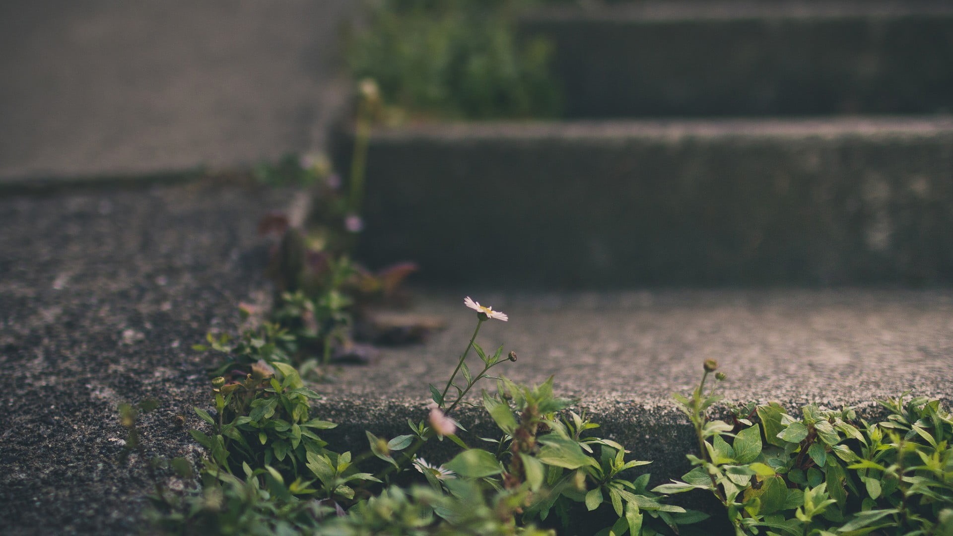 outdoors, plants, no people, transportation, leaf, selective focus, depth of field, white, beauty in nature, wood - material, plant, nature, leafed, flowers, HD Wallpaper