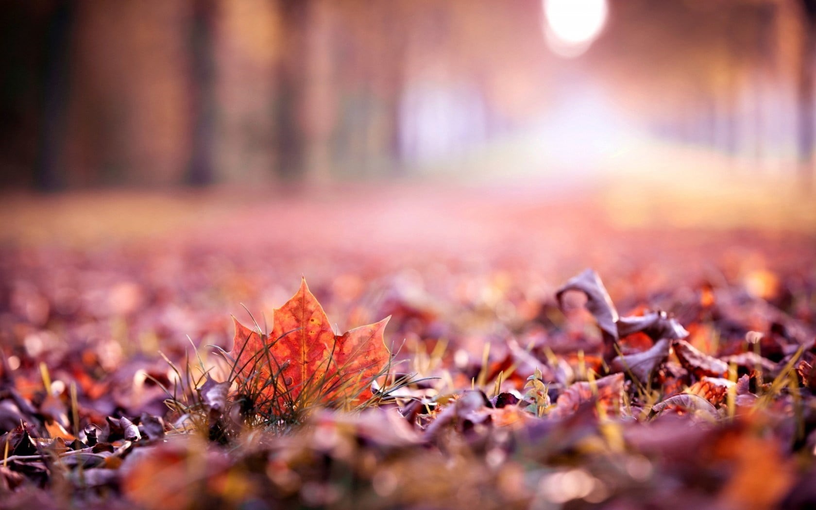 720P, surface level, orange Color, maple leaf, rural Scene, beauty In Nature, color Image, abstract, maple, outdoors, leaves, macro, plant part, leaf, HD Wallpaper