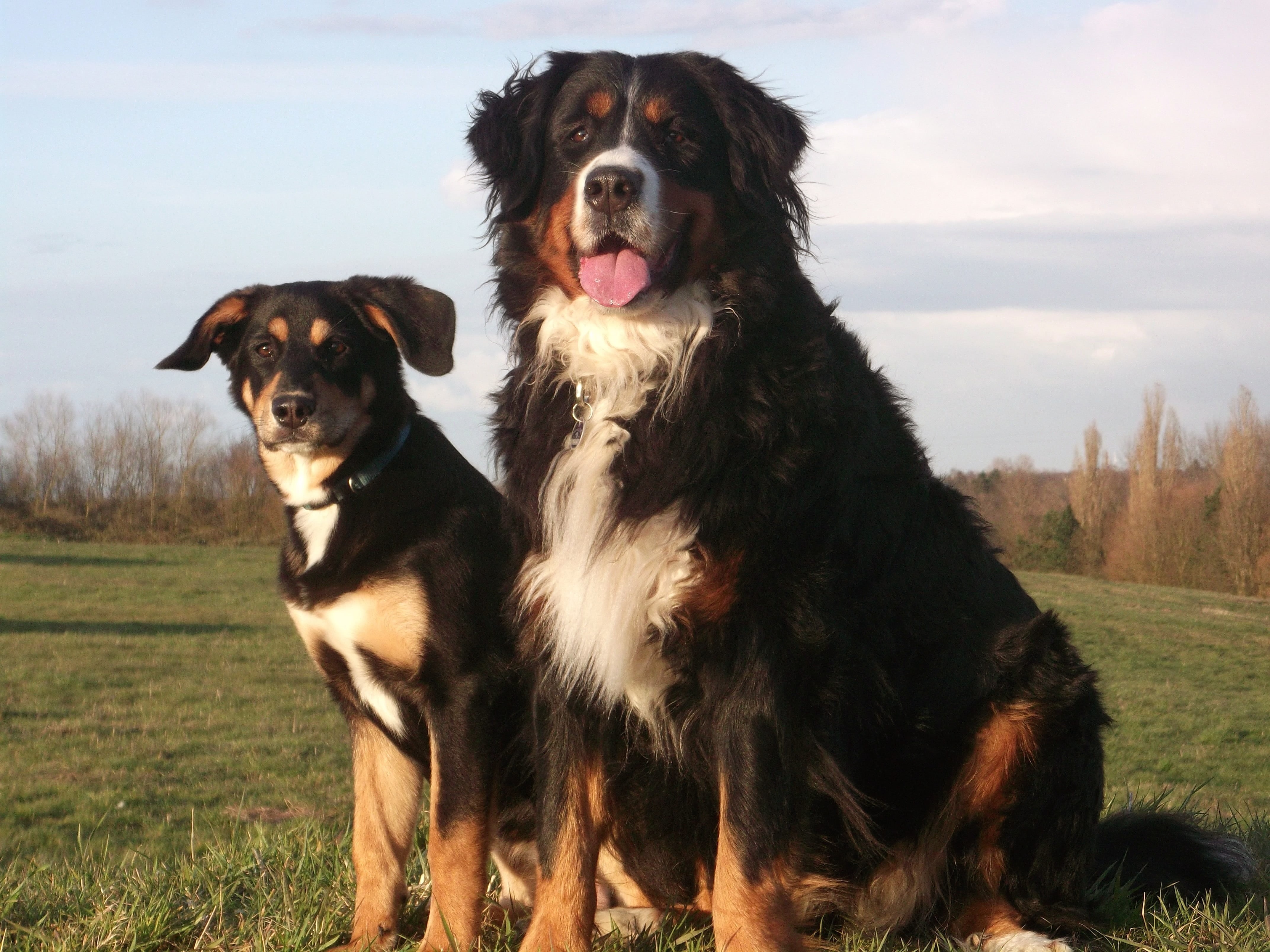 mammal, animal themes, canine, pet, berner, plant, mountain, entlebucher, nature, good, adult, grass, land, domestic, domestic animals, dog, 4K, animal, HD Wallpaper