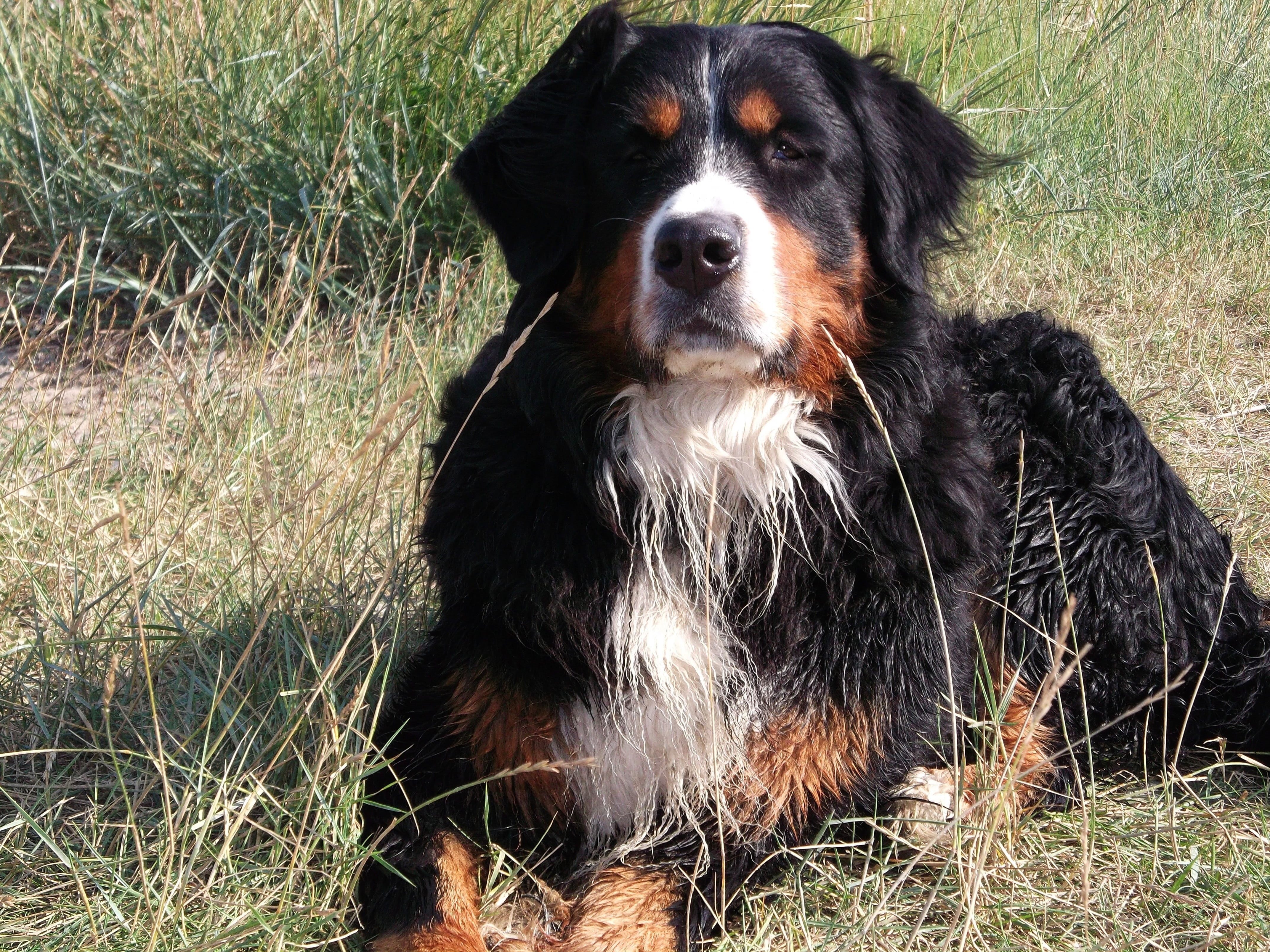 pets, sitting, animal, domestic, berner, plant, grass, domestic animals, good, dog, vertebrate, nature, relaxation, pet, no people, one animal, animal themes, HD Wallpaper