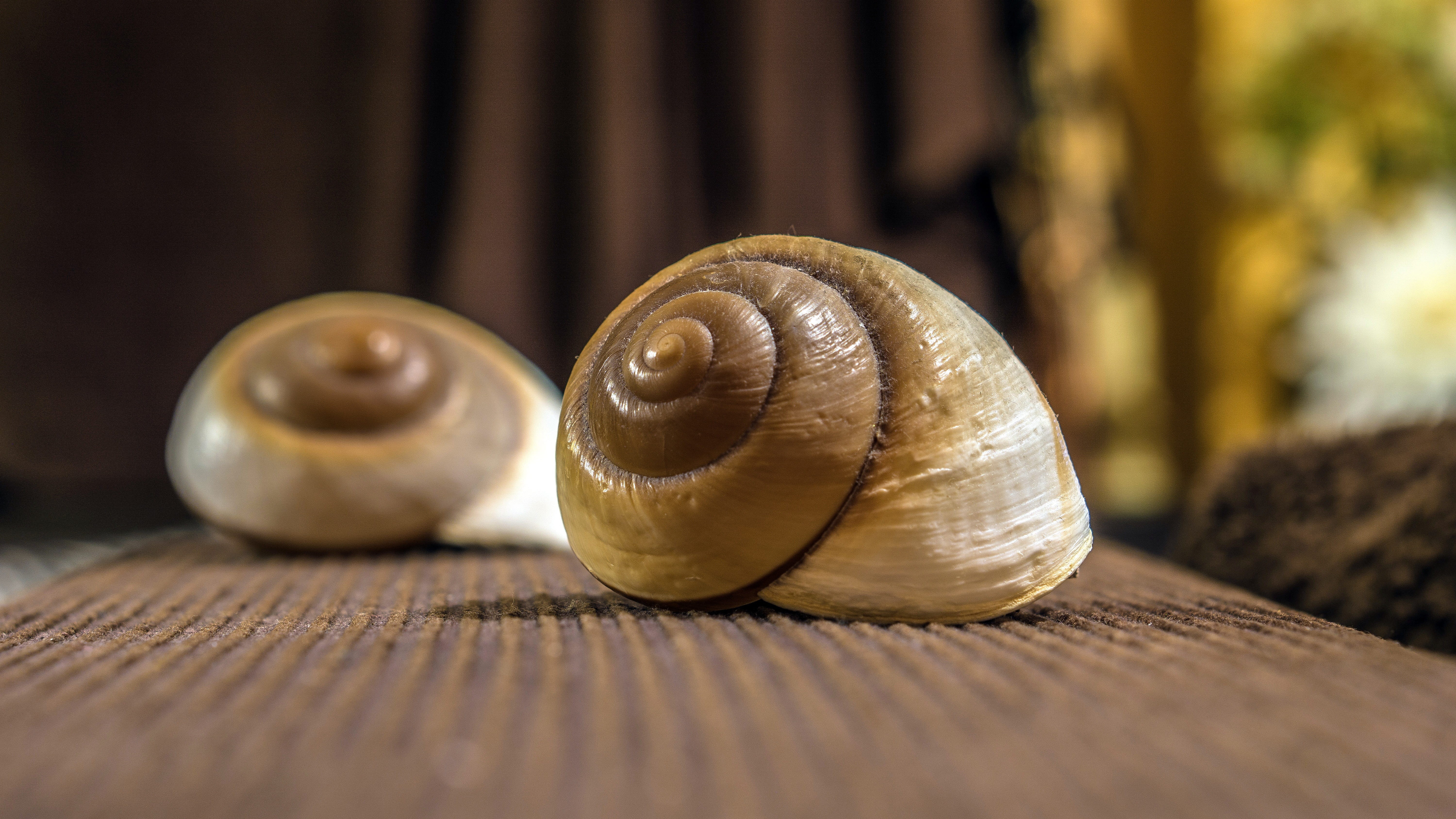 close, food, wood - material, small, animal shell, animal themes, gastropod, shell, no people, zen, animal wildlife, animal, animal body part, exoskeleton, HD Wallpaper