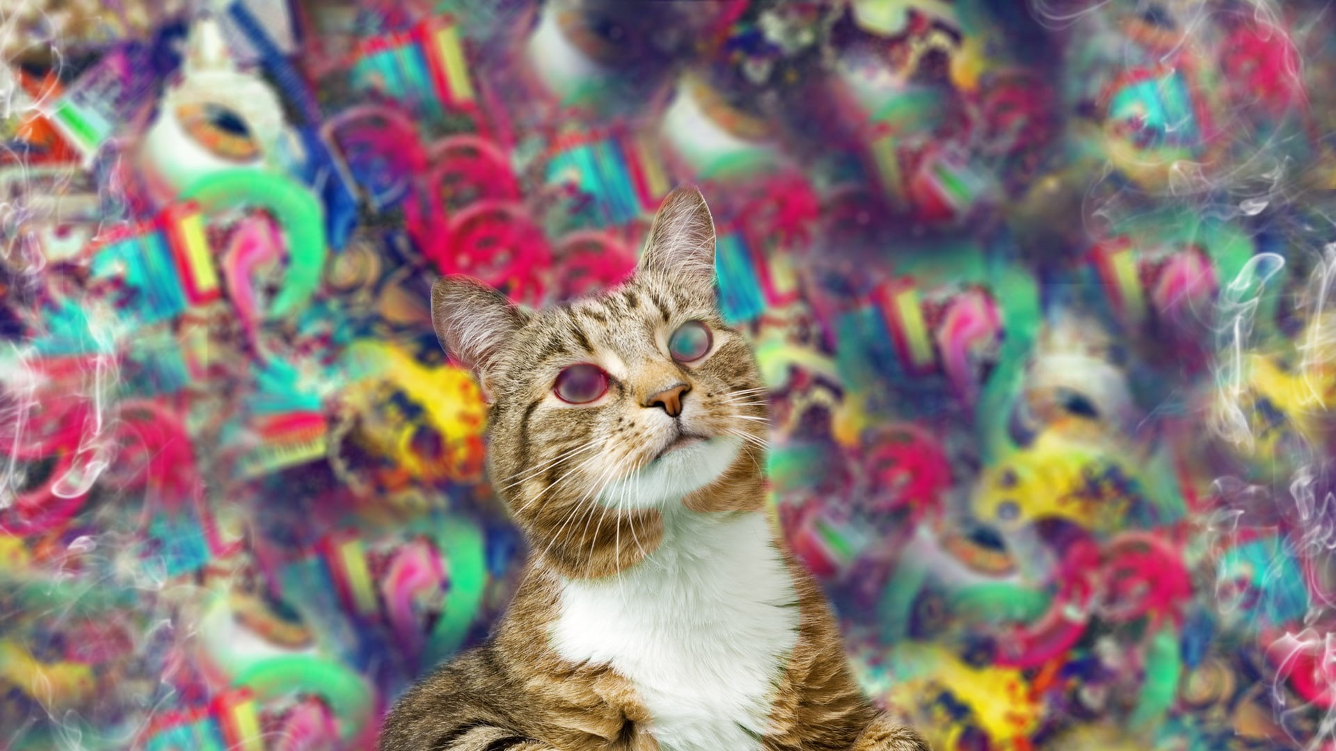 domestic cat, one animal, trippy, looking, vertebrate, no people, abstract, looking at camera, domestic, cat, domestic animals, portrait, multi colored, HD Wallpaper