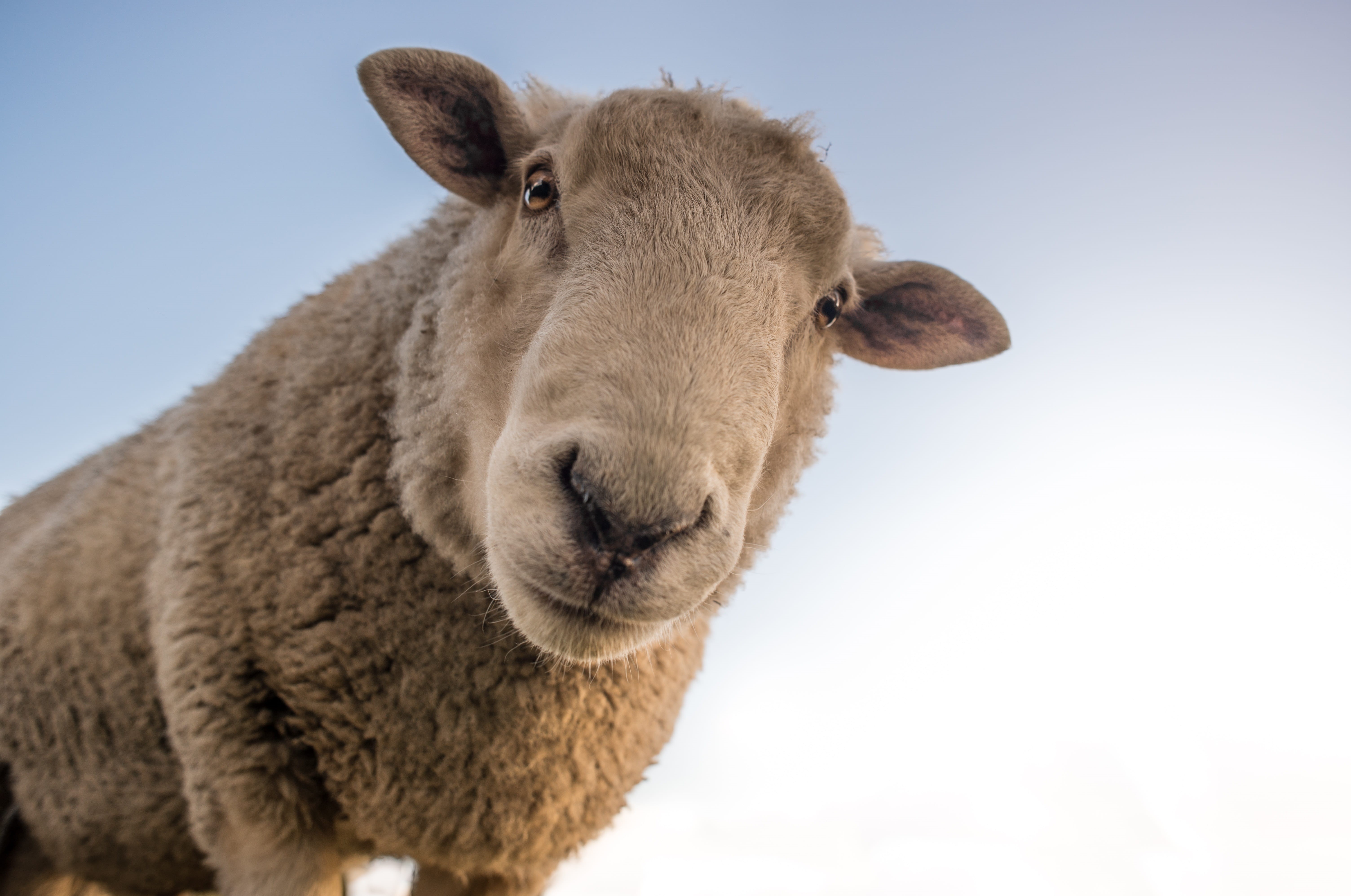 animal, pets, sheep, no people, working animal, looking at camera, mammal, animal body part, gray, day, lamb, grazing, cute animal, agriculture, nature, HD Wallpaper