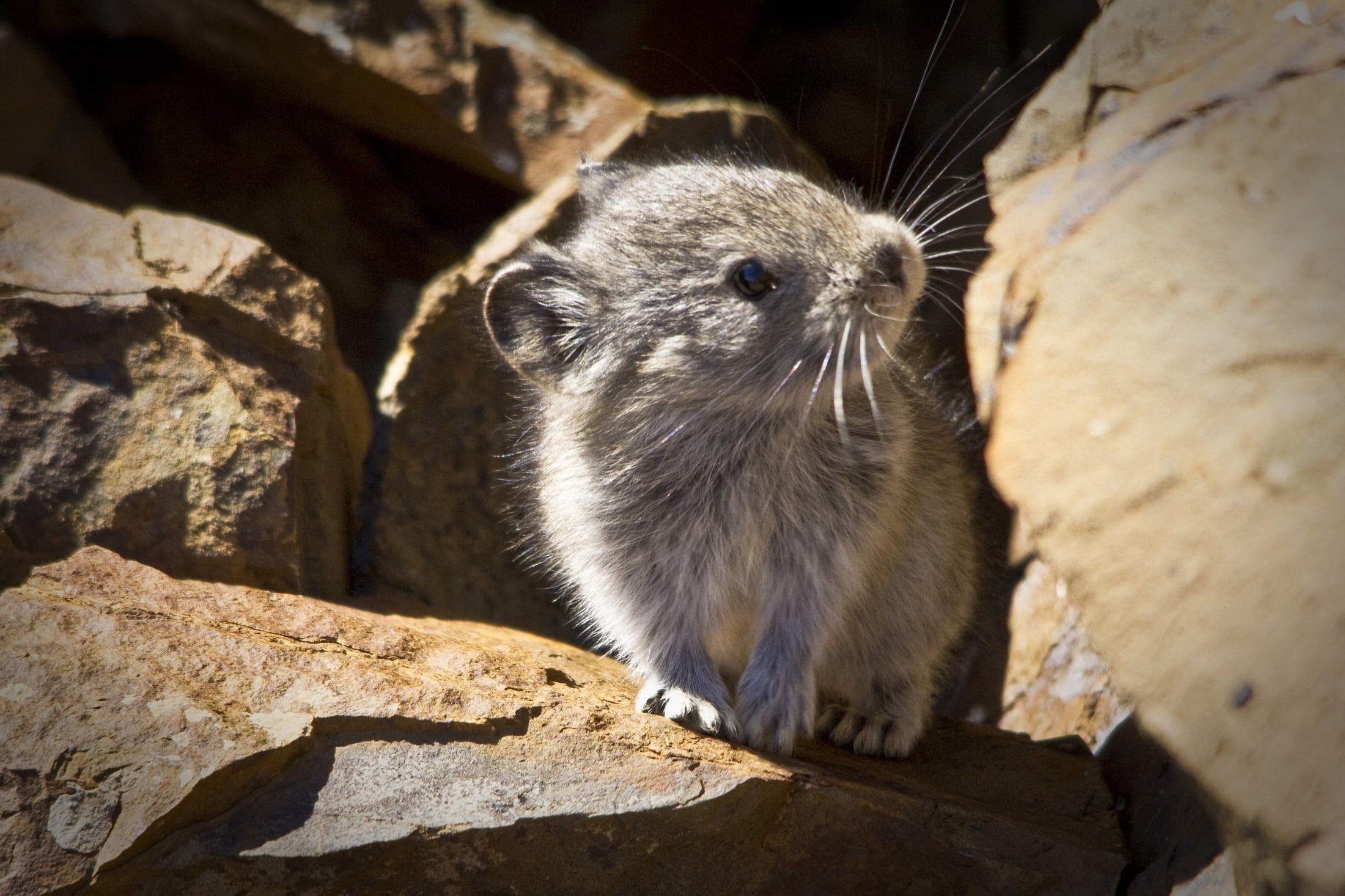 portrait, brown, solid, small, animal wildlife, gray, mammal, outdoors, photography, 1080P, cute, boulder, animal, rocks, rodent, wildlife, whisker, one animal, HD Wallpaper