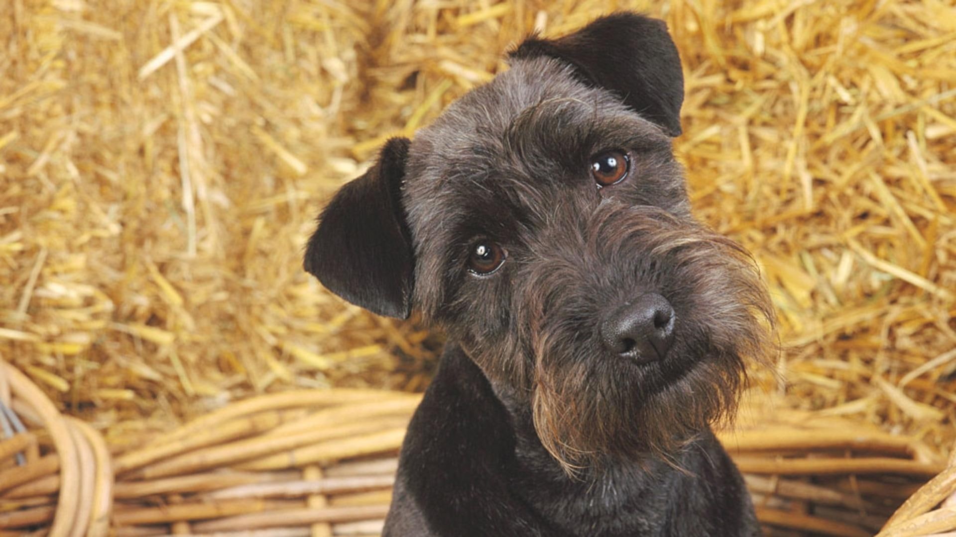 curious dog, animals, nature, 1080P, pets, terrier, questioning, look, black dog, HD Wallpaper