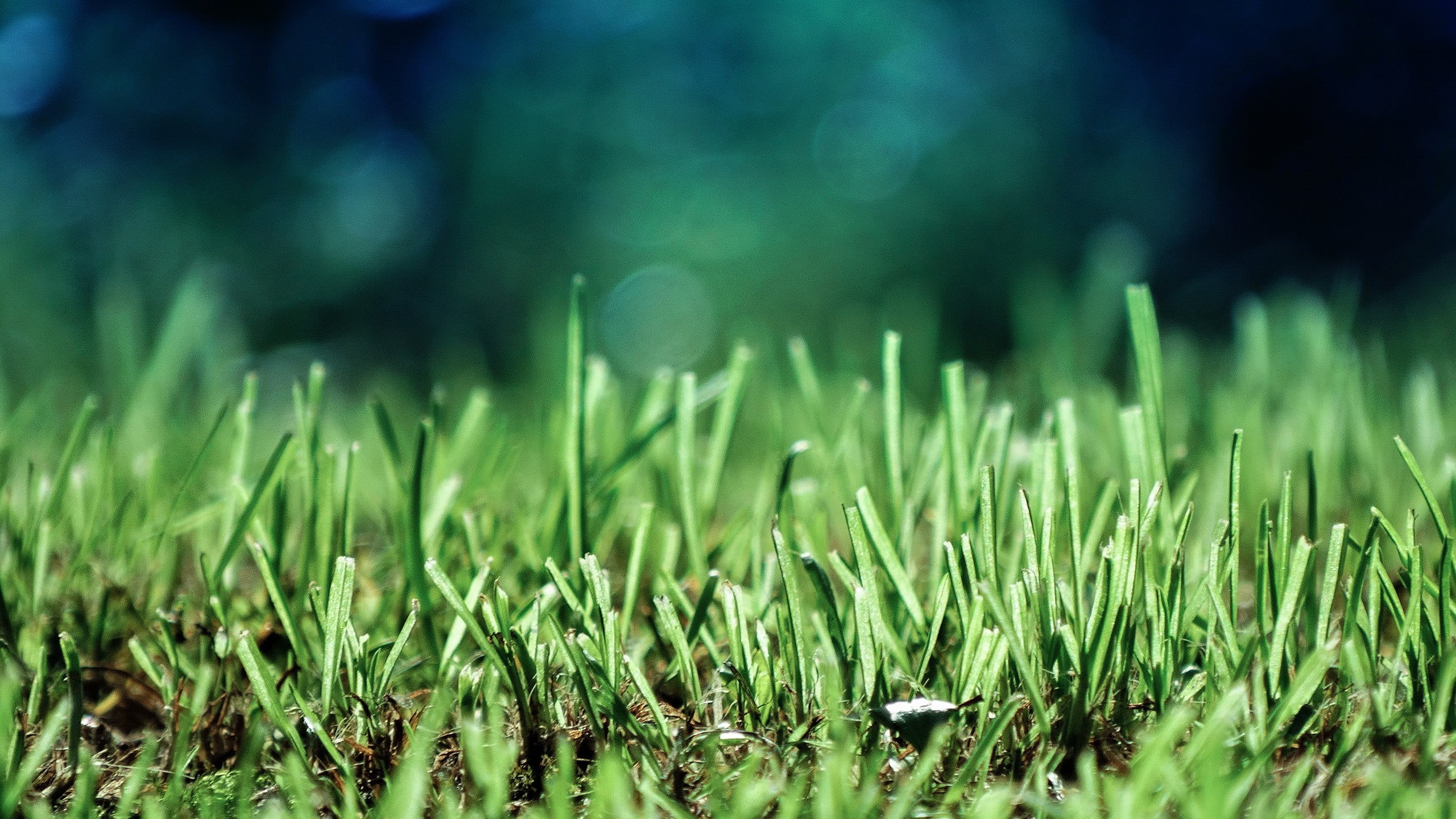 closeup, beauty In Nature, morning, outdoors, day, lawn, bokeh, raindrop, selective, 2K, bright, agriculture, field, depth of field, springtime, close-up, HD Wallpaper