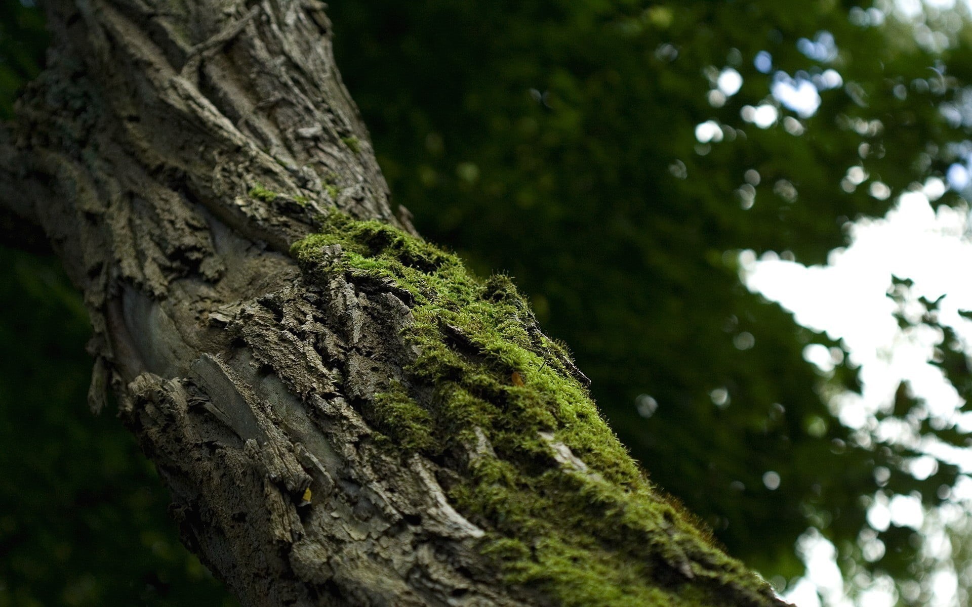 green color, coniferous tree, forest, white, textured, photography, close-up, tree trunk, plant, plant bark, trees, focus on foreground, branch, day, low angle view, HD Wallpaper