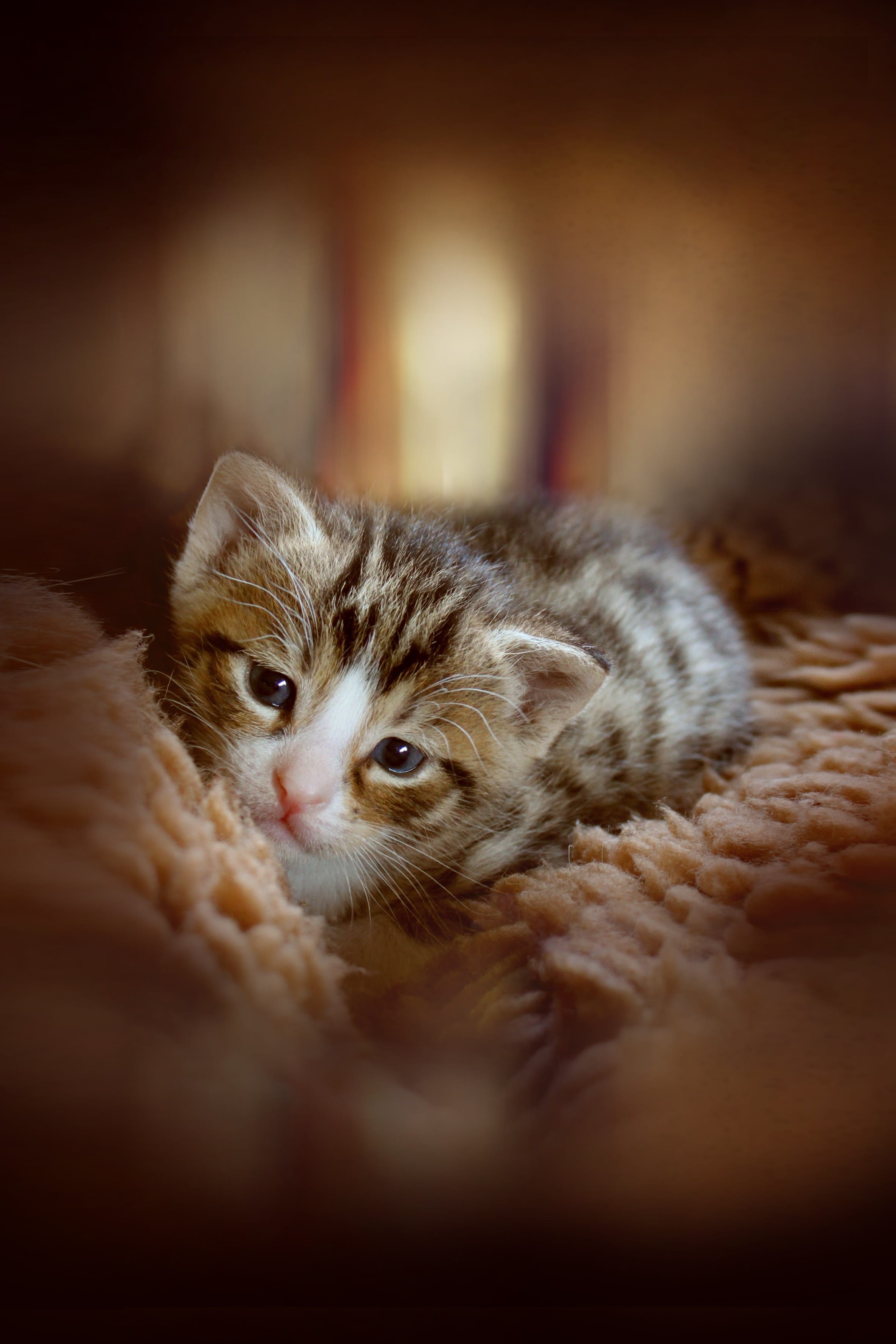 young animal, domestic animals, animal themes, cute, animal, pets, one animal, 2K, animal head, lying down, domestic cat, no people, innocence, mammal, Phone HD Wallpaper