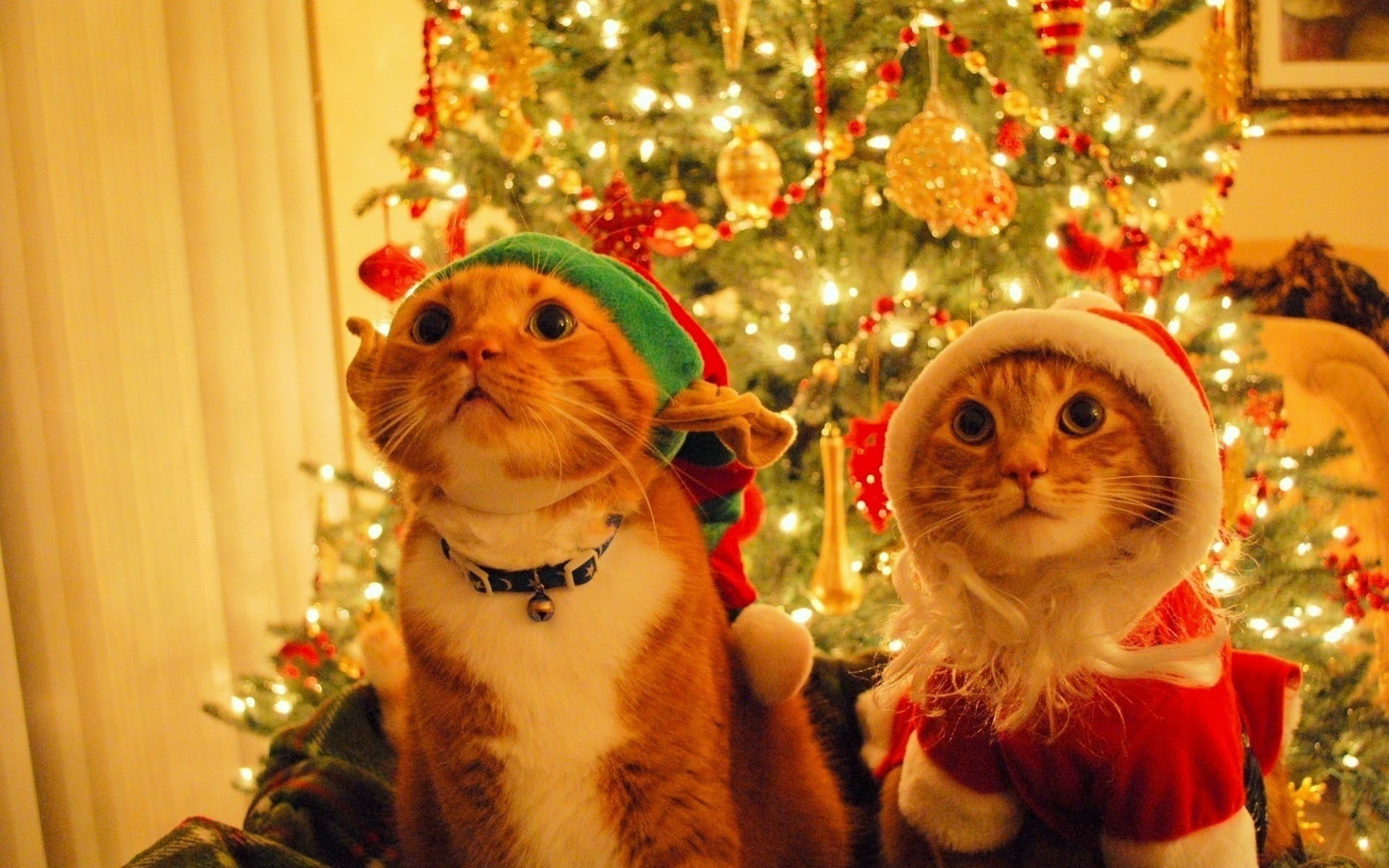 celebration, vertebrate, domestic, orange, animals, christmas tree, christmas decoration, tabby, pets, cats, illuminated, indoors, animal, holiday - event, HD Wallpaper