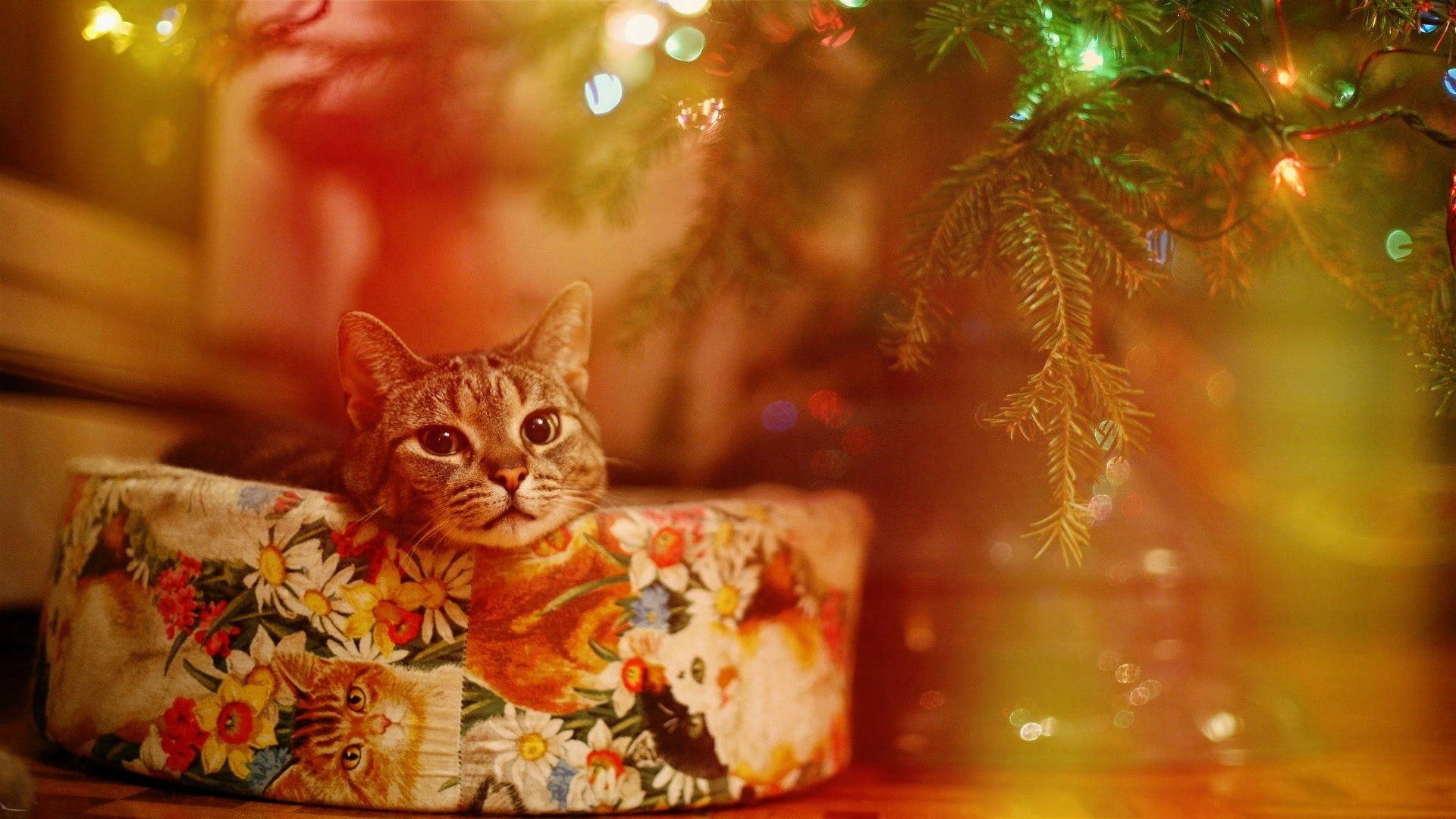 mammal, animal, tree, celebration, decoration, one animal, feline, domestic, christmas ornament, animal wildlife, tabby, no people, christmas tree, holiday, HD Wallpaper