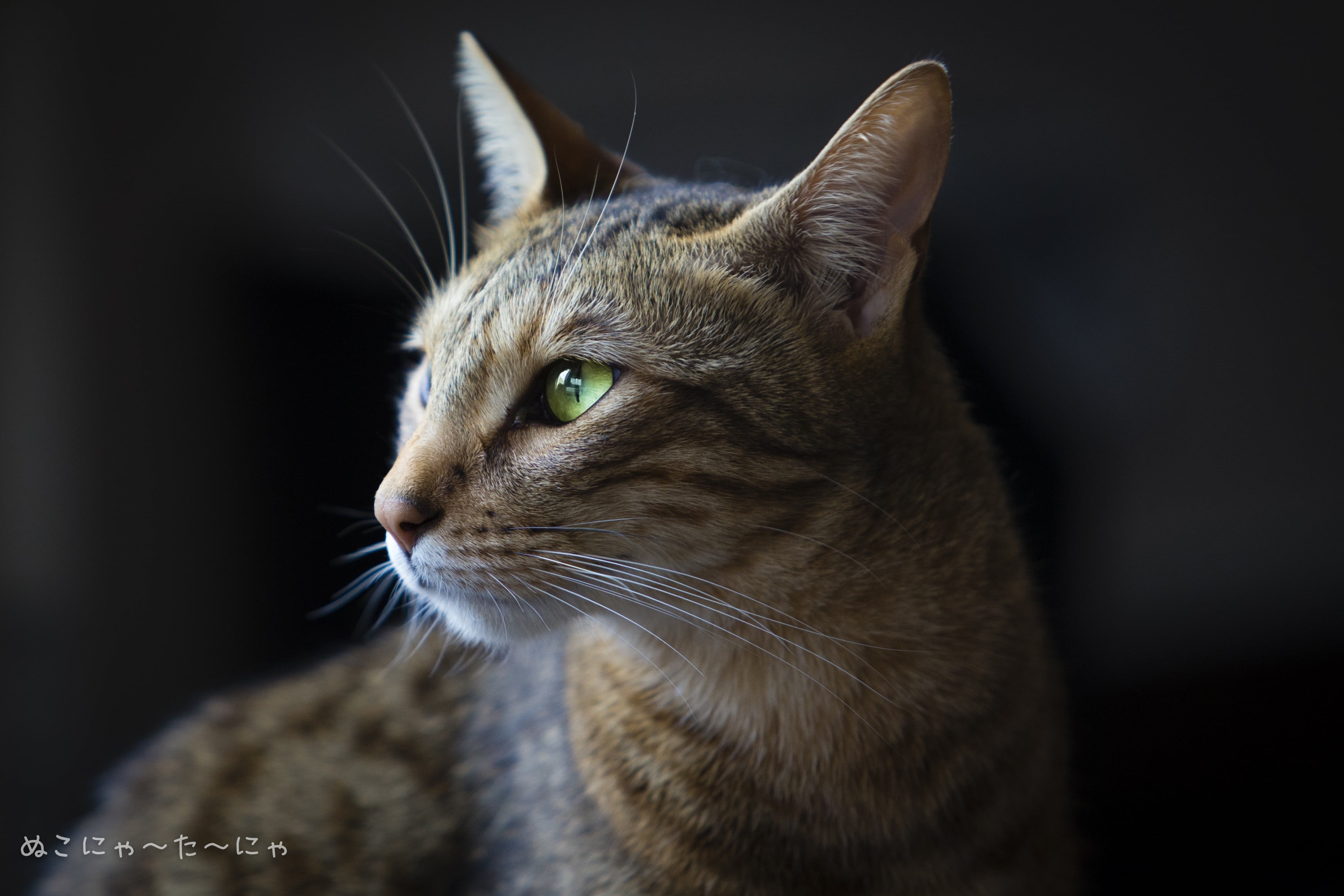 domestic animals, no people, looking away, silver, animal eye, one animal, domestic cat, animal, looking, animal body part, tabby, shallow, animal themes, HD Wallpaper