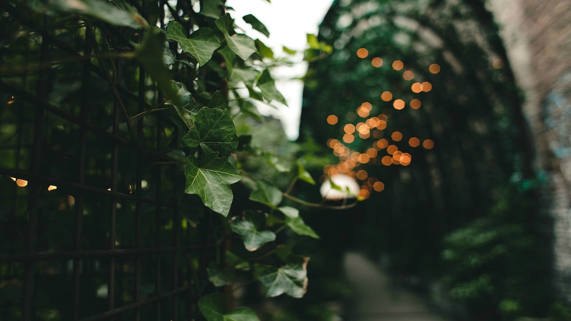 green Color, plant part, nature, plants, selective focus, season, branch, light - Natural Phenomenon, shallow, bright, growth, christmas, leaf, green, defocused, HD Wallpaper